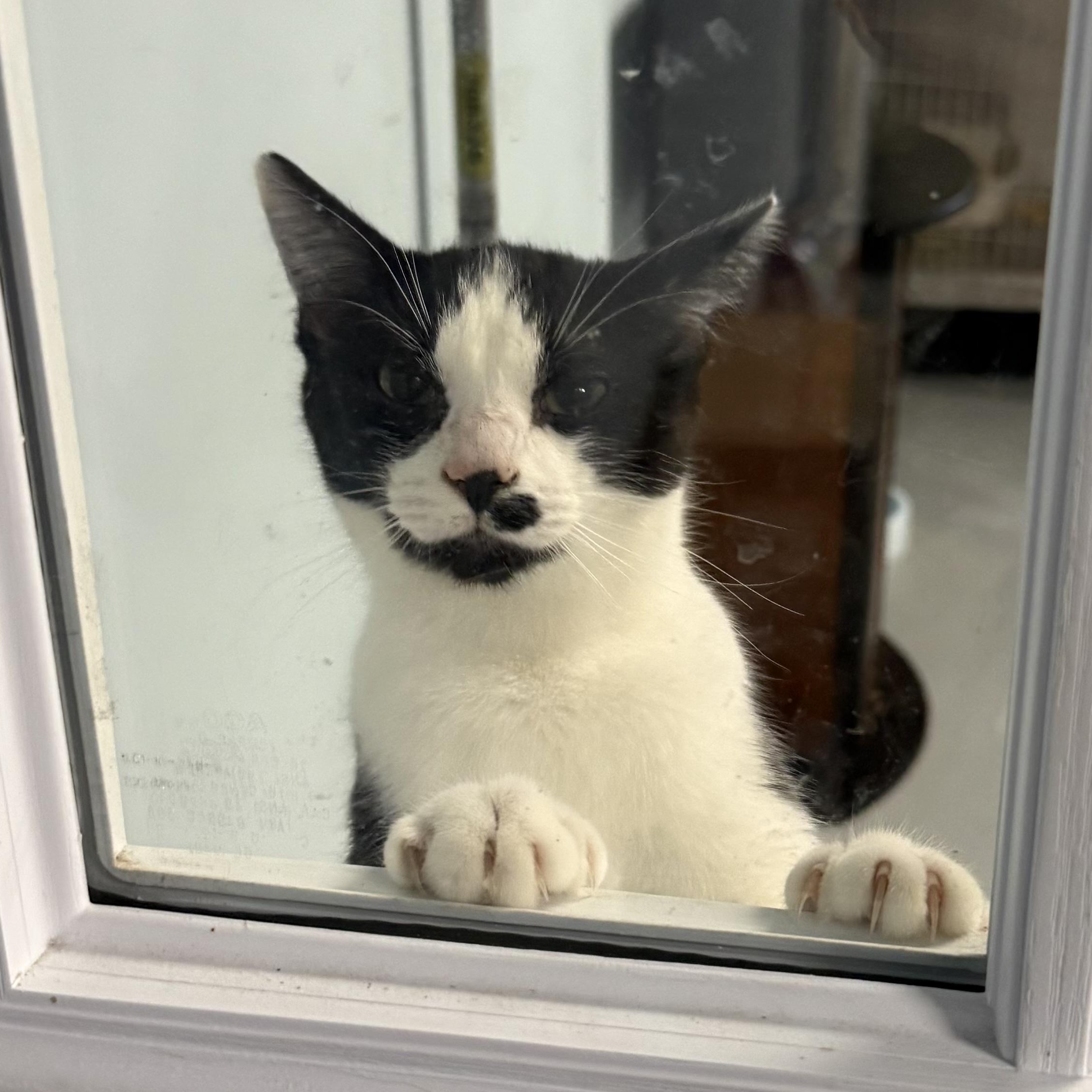 Enlarge Trashcan Panda, a Adoptable Domestic Short Hair in Kannapolis , NC image 1/6