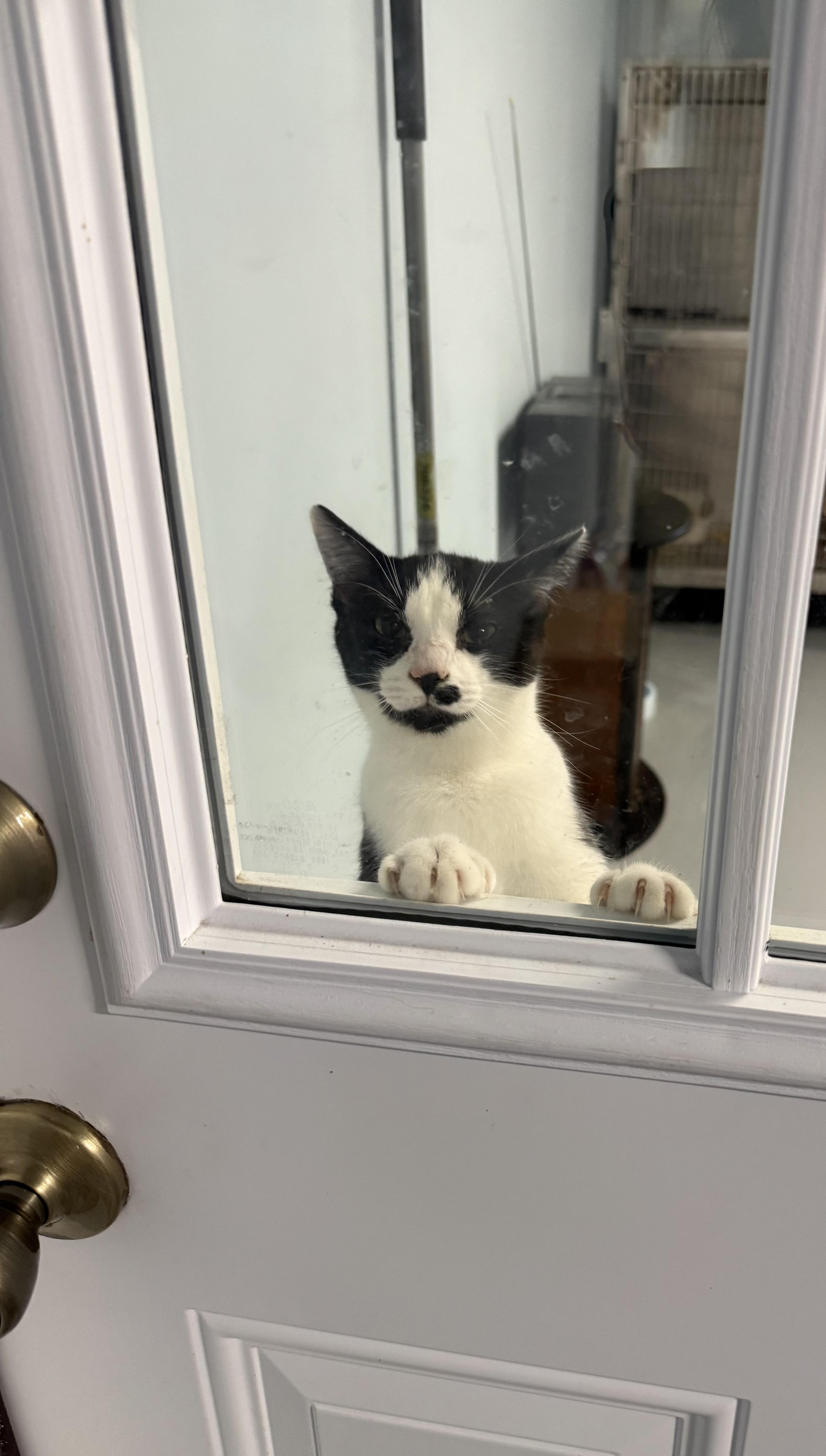 Trashcan Panda, a Adoptable Domestic Short Hair in Kannapolis, NC image 1/6