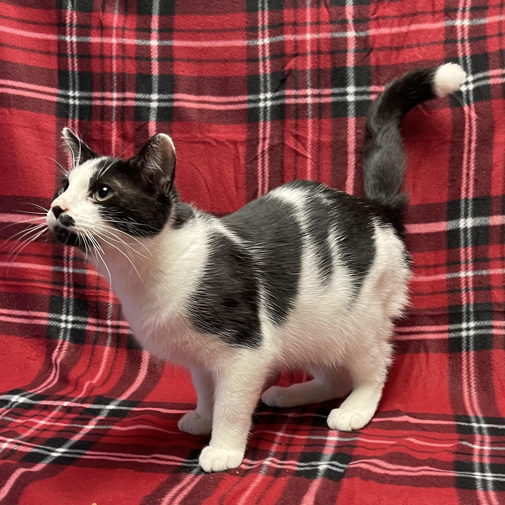 Trashcan Panda, a Adoptable Domestic Short Hair in Kannapolis, NC image 5/6