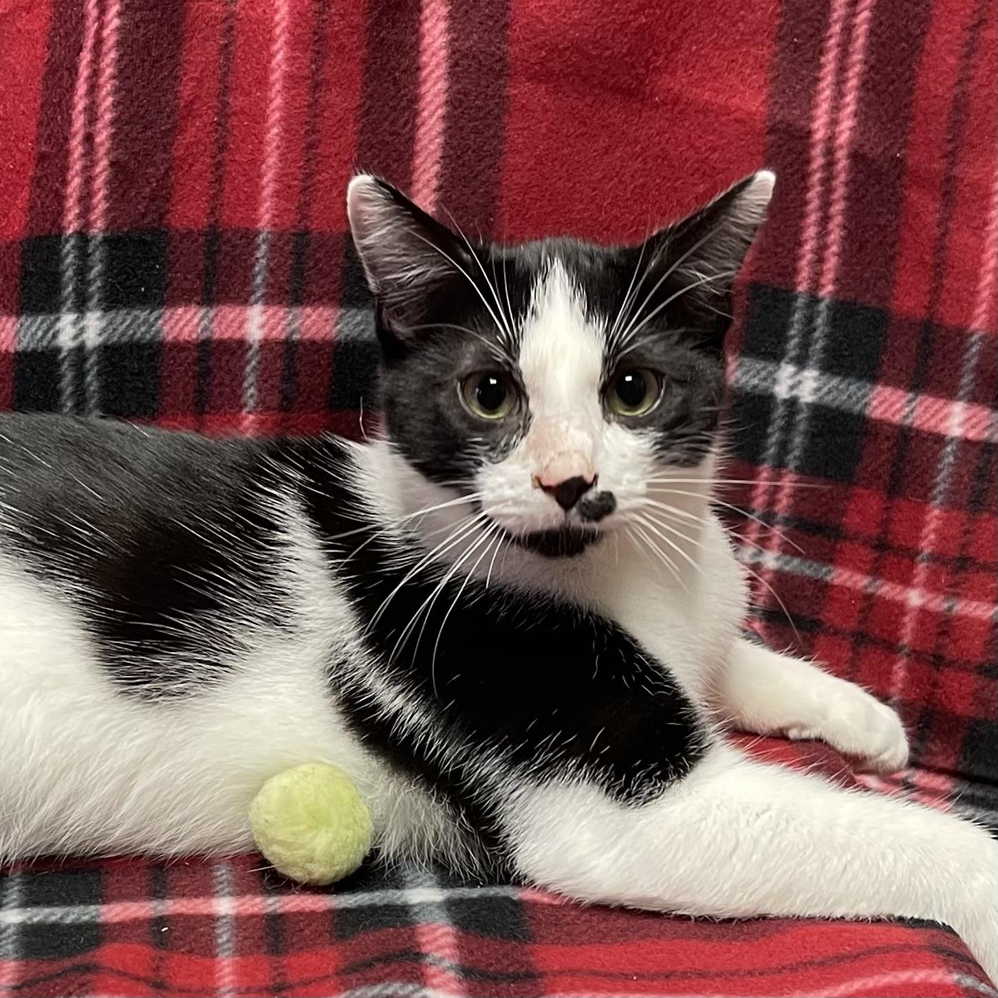 Trashcan Panda, a Adoptable Domestic Short Hair in Kannapolis, NC image 2/6
