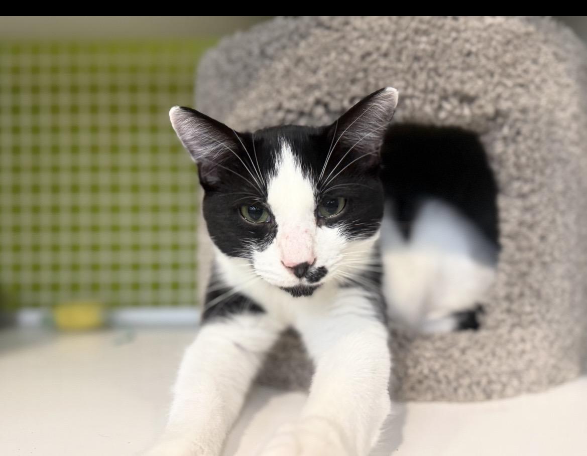 Enlarge Trashcan Panda, an adopted Domestic Short Hair in Kannapolis , NC image 1/6