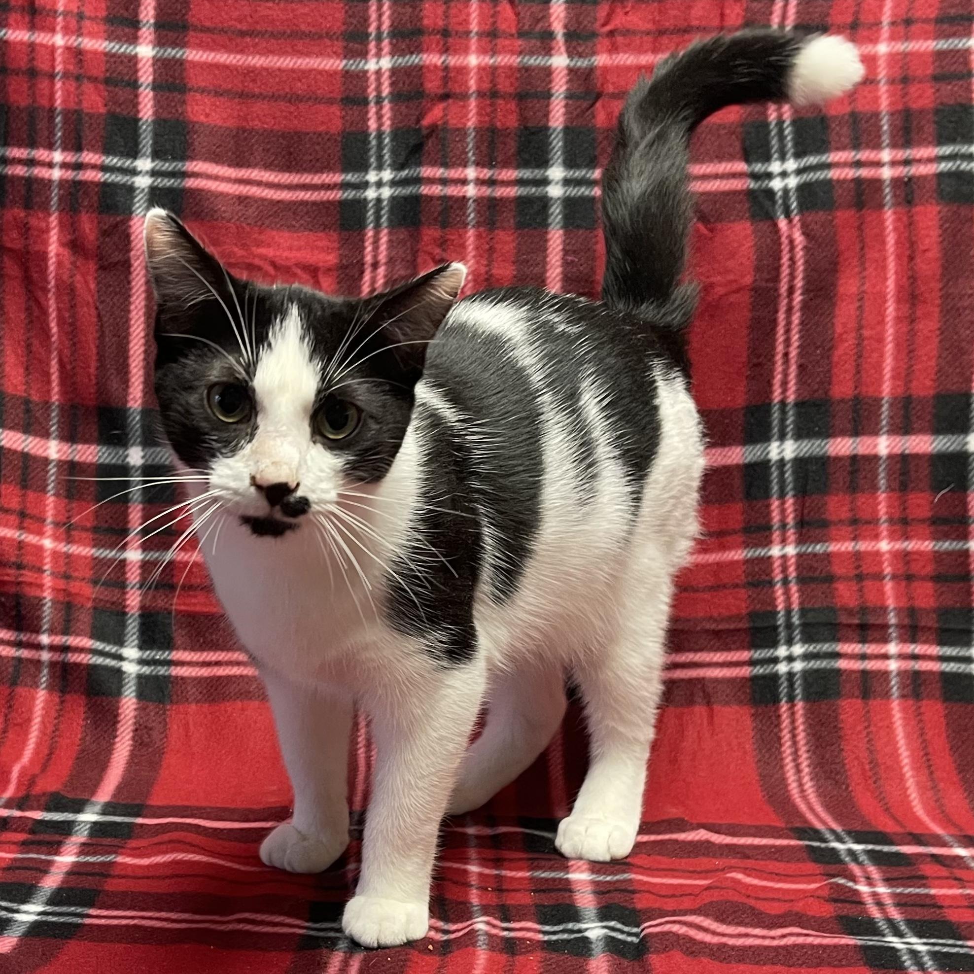 Trashcan Panda, a Adoptable Domestic Short Hair in Kannapolis, NC image 4/6