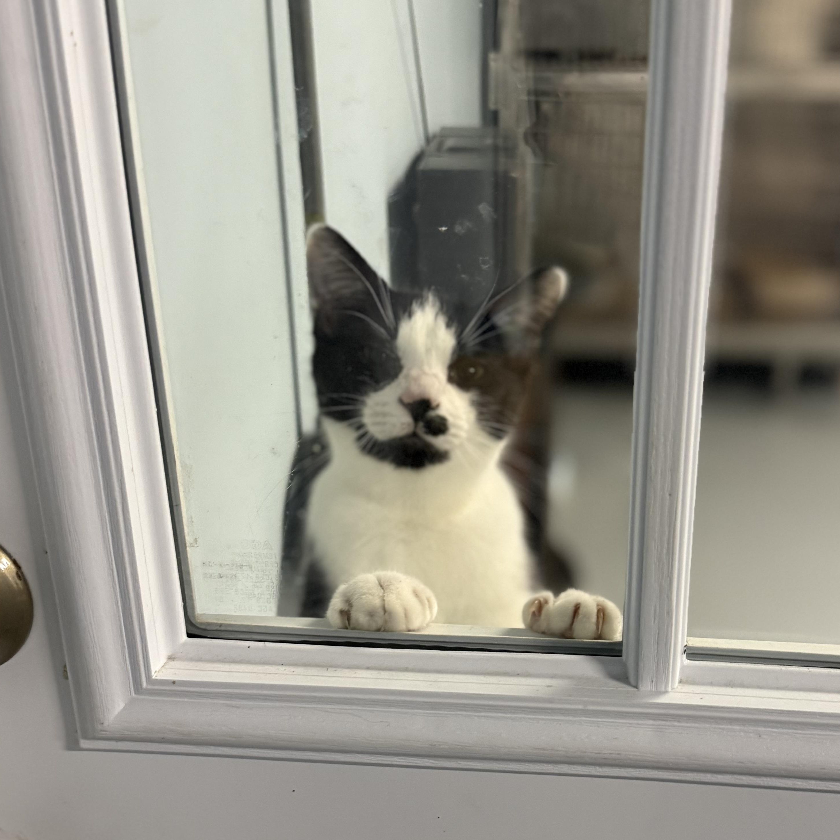Enlarge Trashcan Panda, a Adoptable Domestic Short Hair in Kannapolis , NC image 5/6