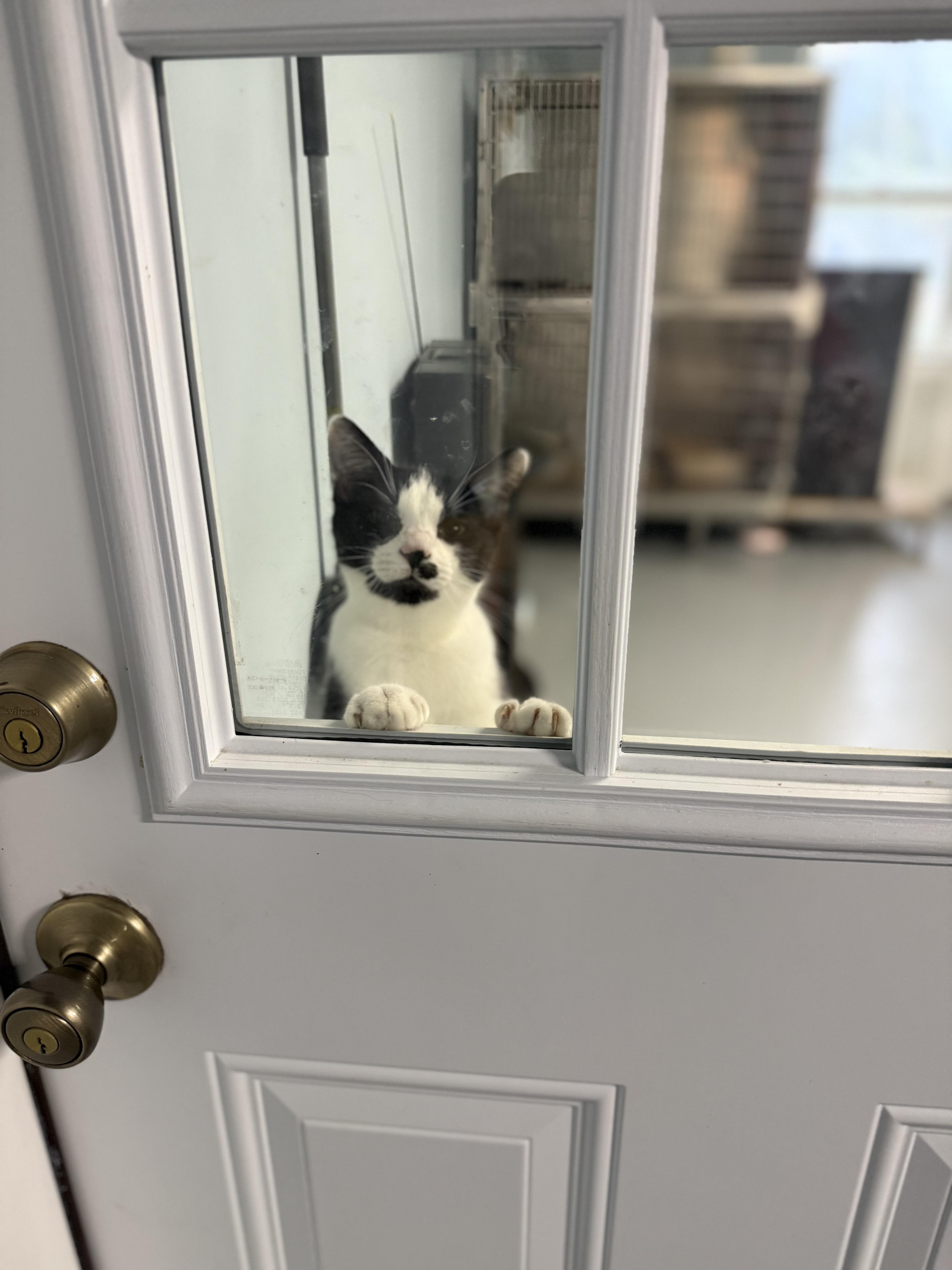 Trashcan Panda, a Adoptable Domestic Short Hair in Kannapolis, NC image 3/6