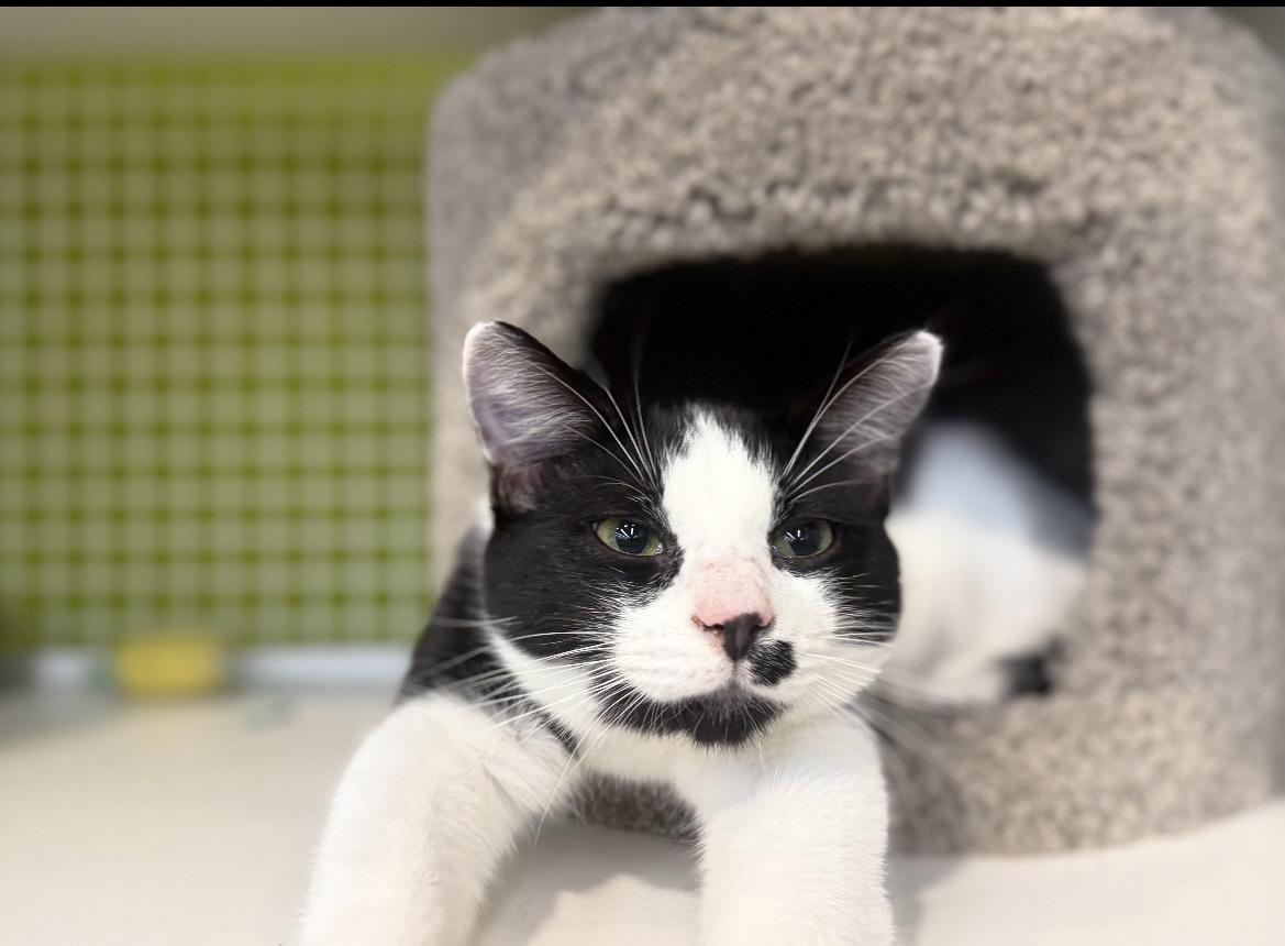 Enlarge Trashcan Panda, an adopted Domestic Short Hair in Kannapolis , NC image 6/6