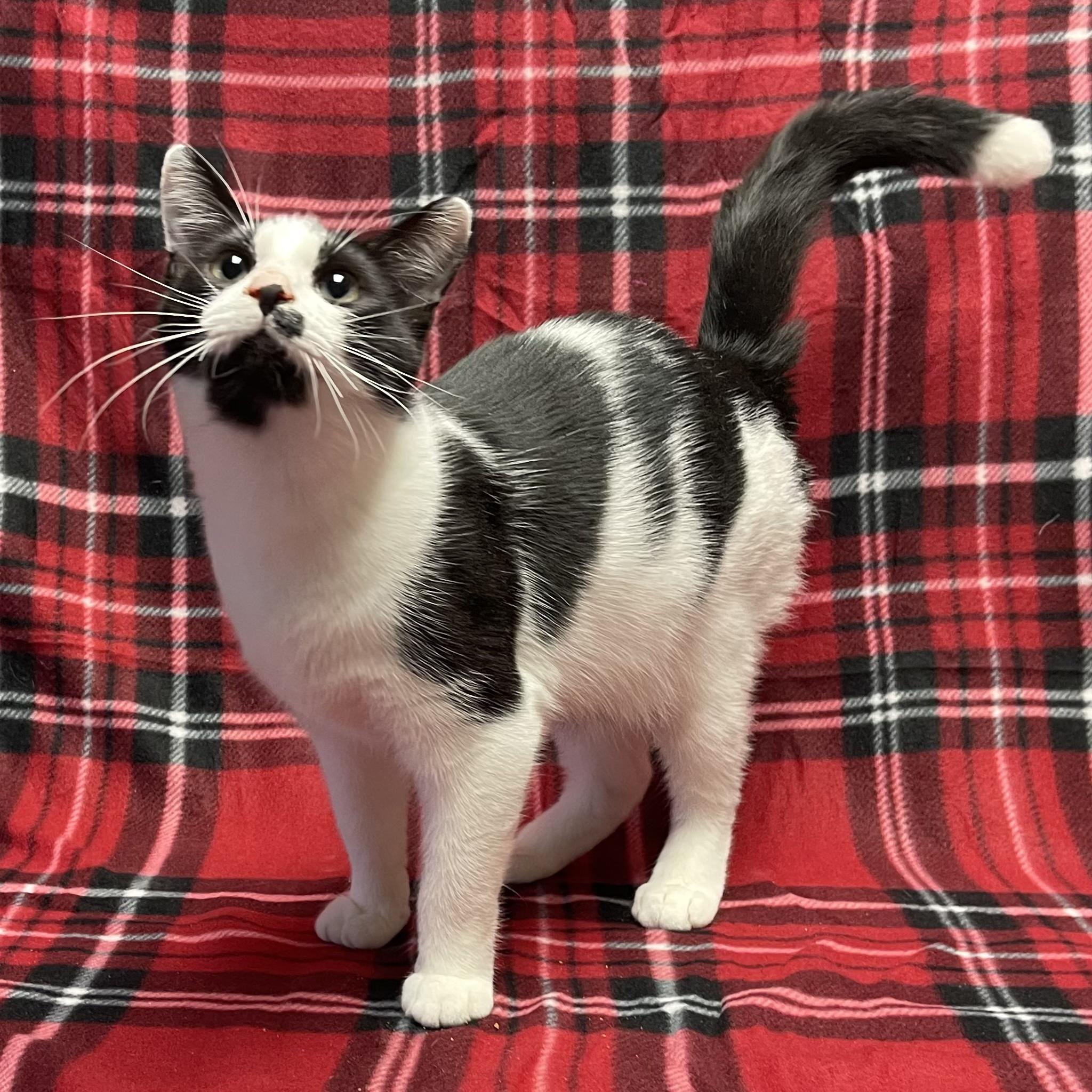 Trashcan Panda, a Adoptable Domestic Short Hair in Kannapolis, NC image 6/6