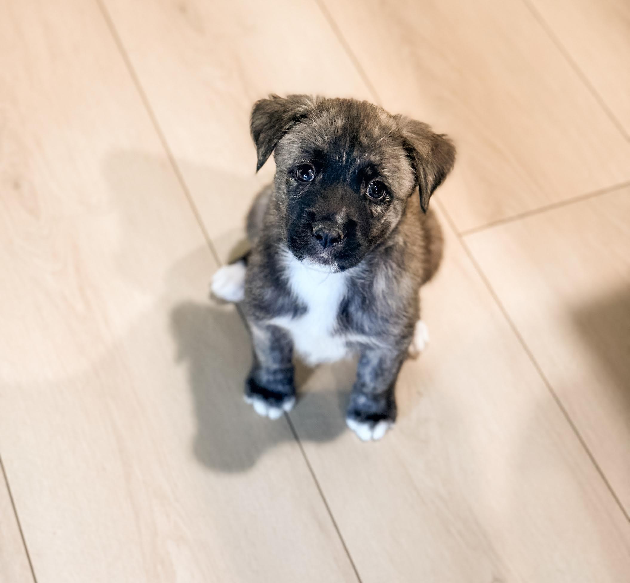 Juniper, a Adoptable mixed breed in Las Vegas, NV image 1/3