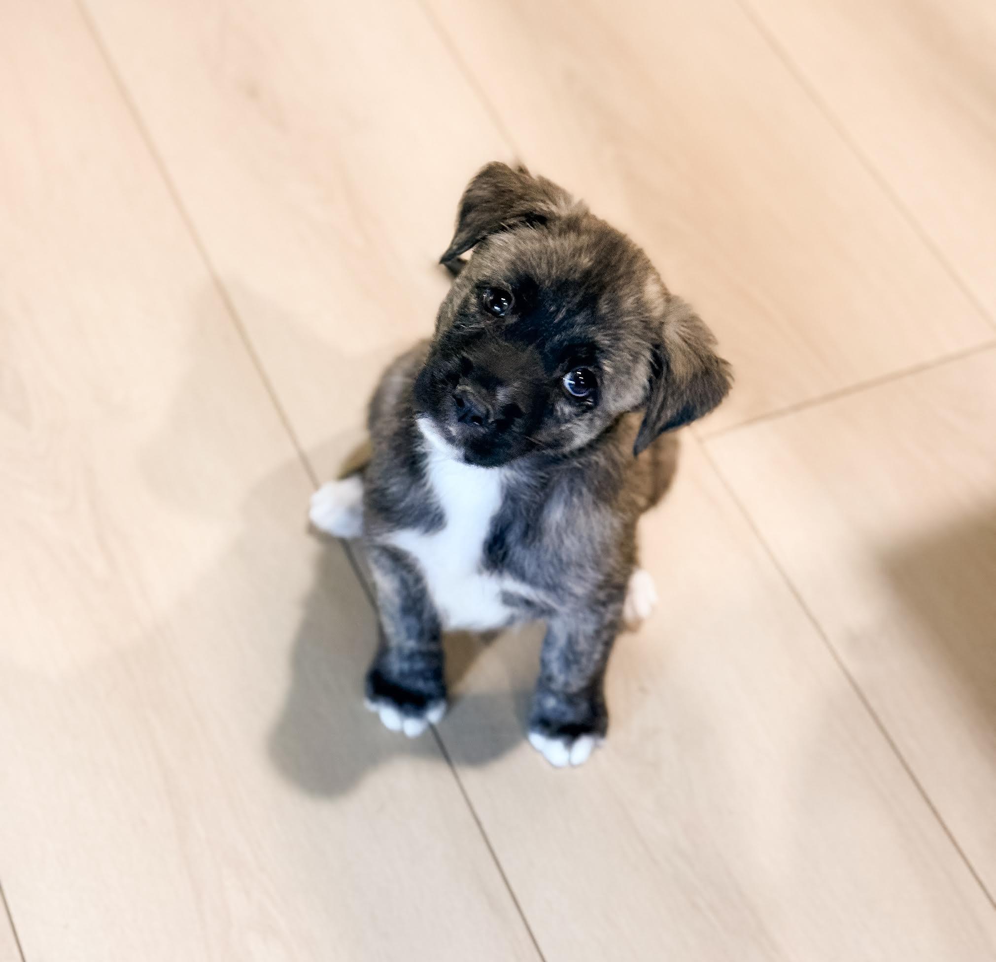 Juniper, a Adoptable mixed breed in Las Vegas, NV image 2/3