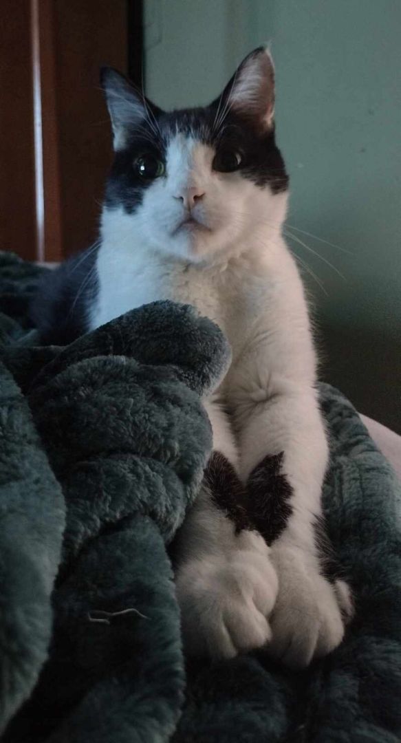 Mister Kitty 3