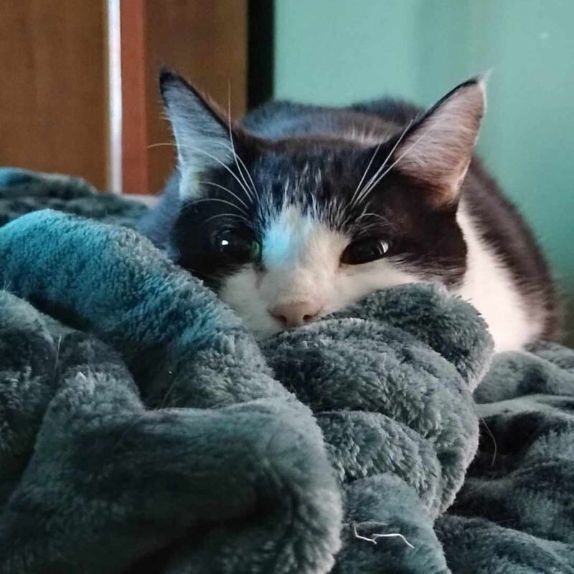 Mister Kitty
