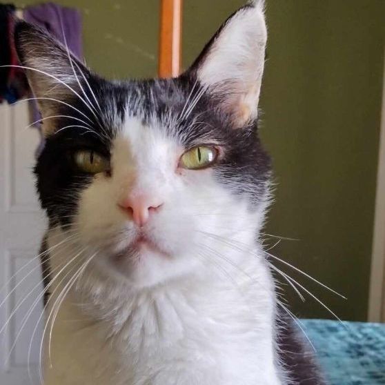 Mister Kitty 2