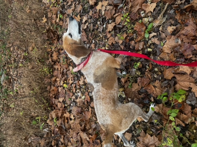 Rill, a Adoptable Coonhound in Stewart, TN image 1/6