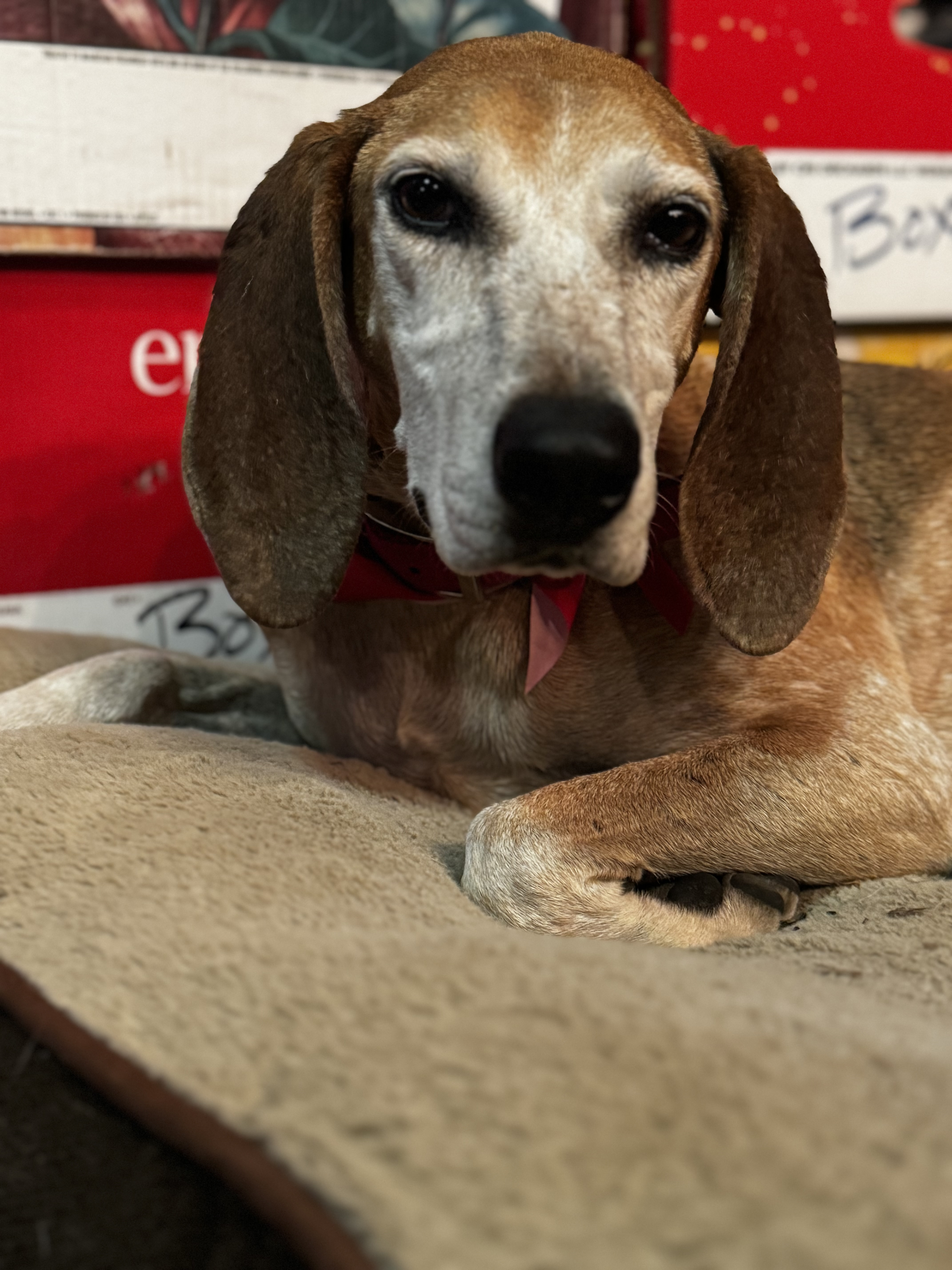 Rill, a Adoptable Coonhound in Stewart, TN image 2/6