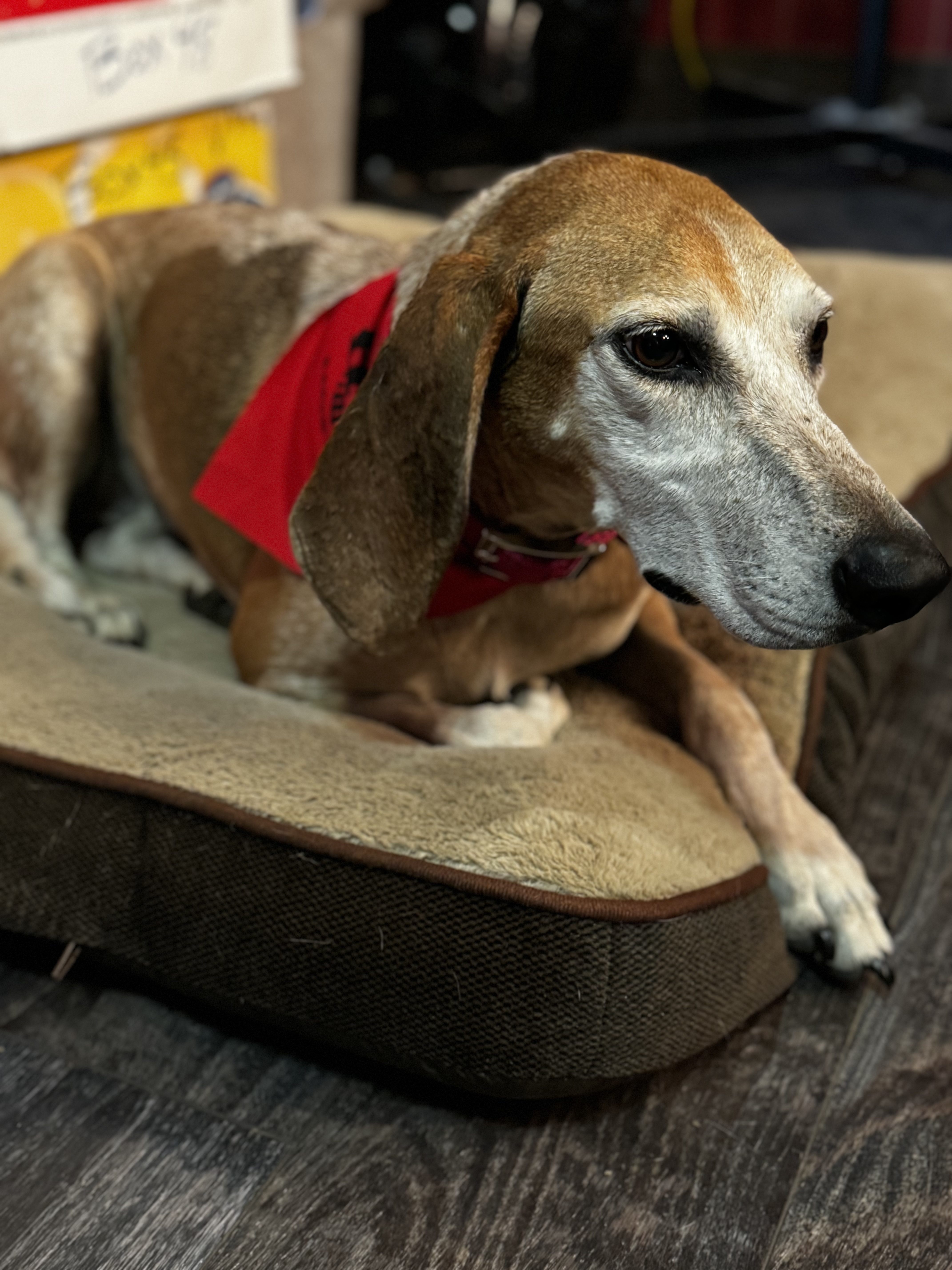 Rill, a Adoptable Coonhound in Stewart, TN image 3/6