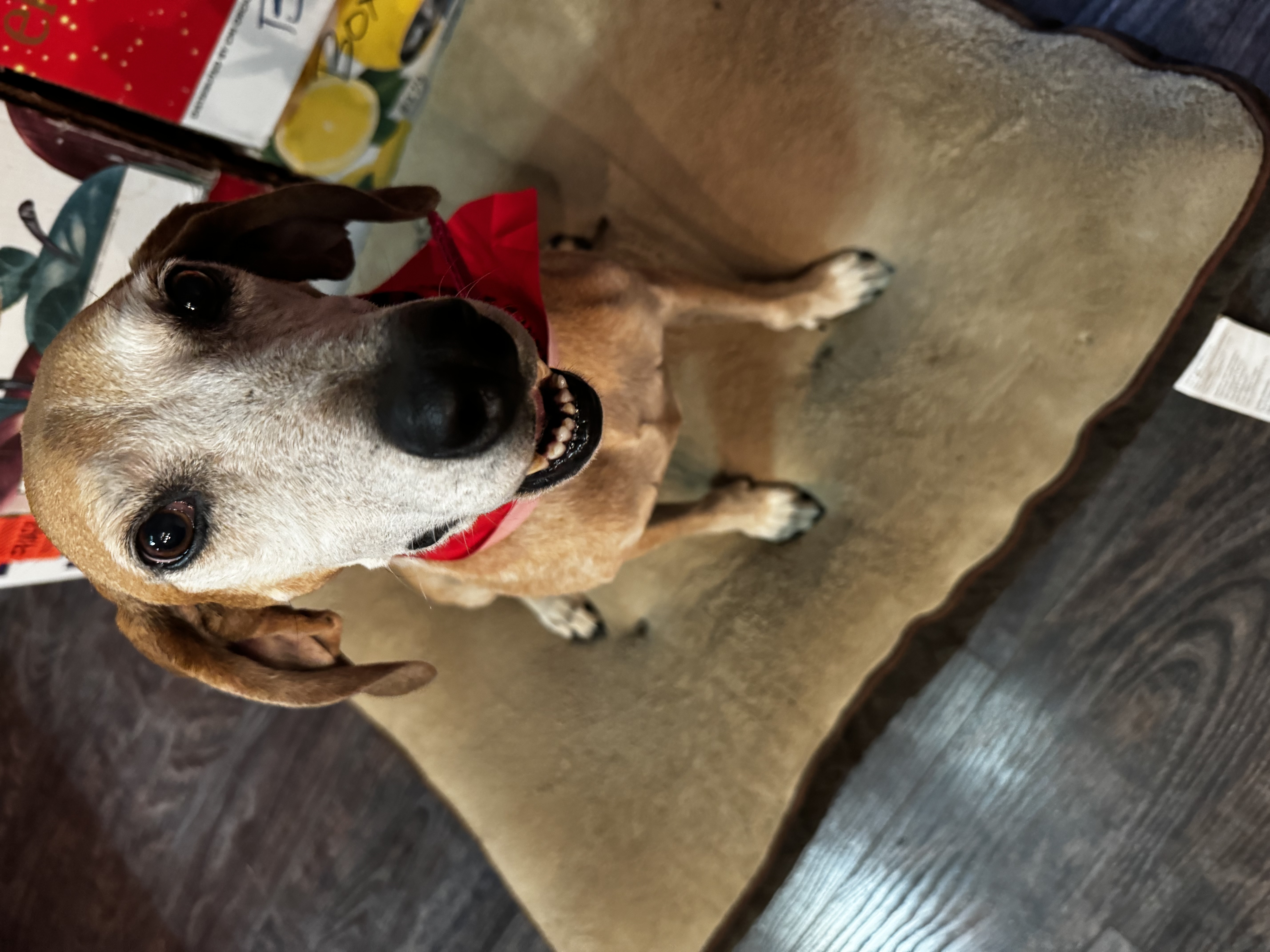 Rill, a Adoptable Coonhound in Stewart, TN image 4/6