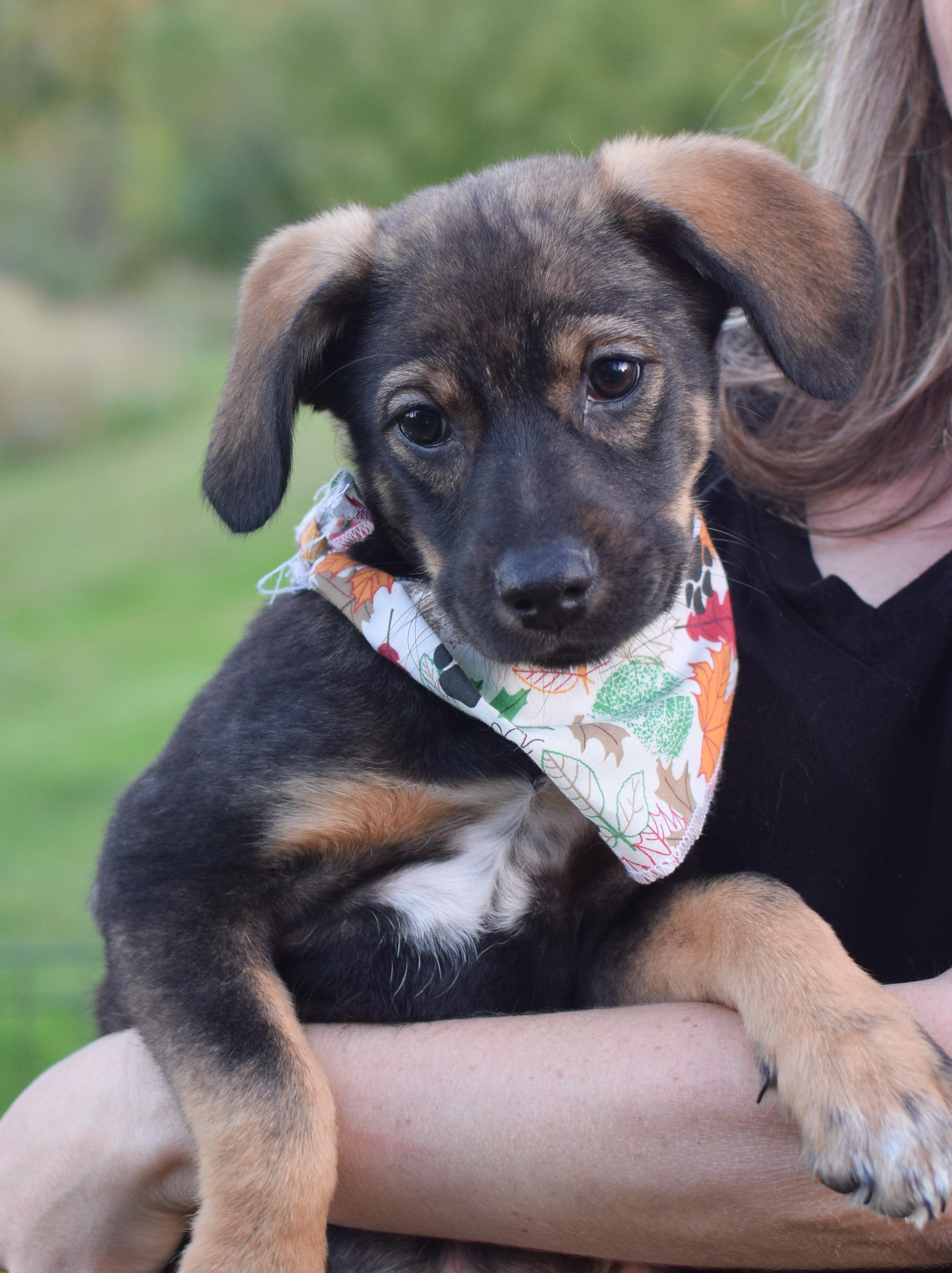 Pia (Female), Adoptable, Puppy Female Shepherd & Husky.