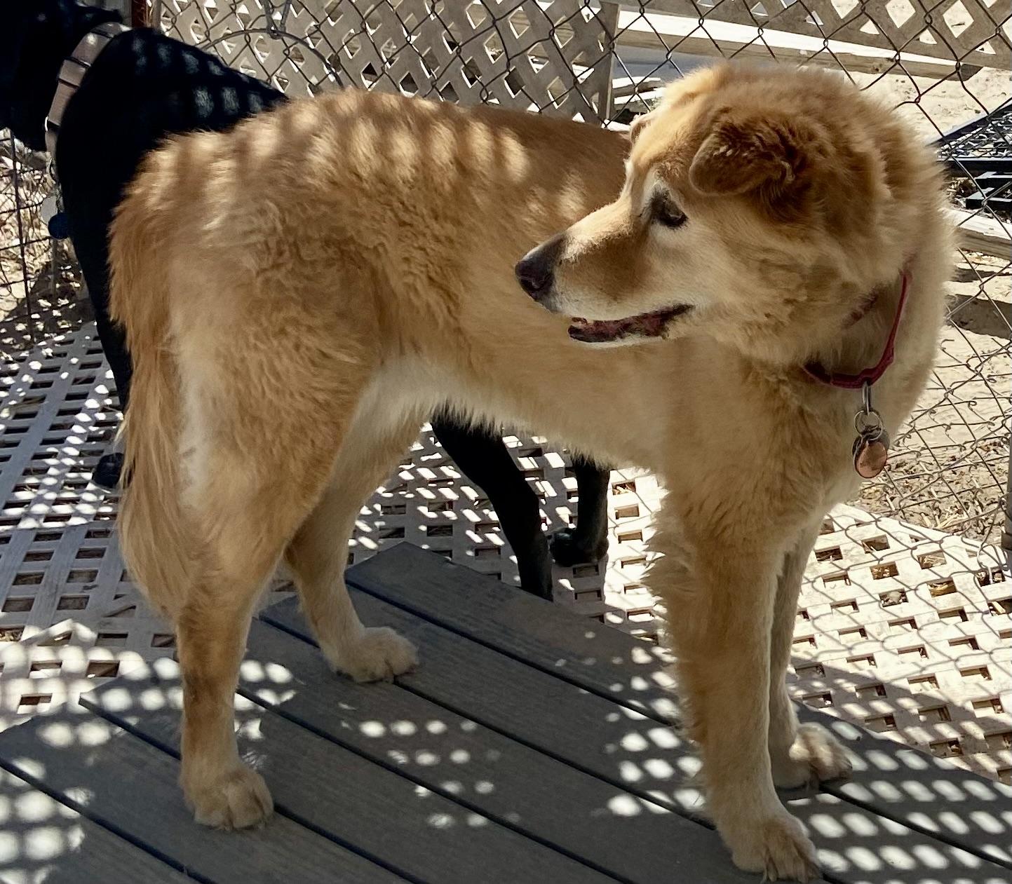 Enlarge Madison, a ADOPTABLE Mixed Breed in Carson City, NV image 3/3