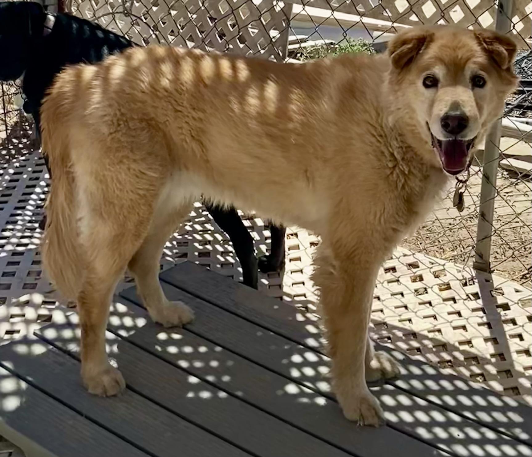 Enlarge Madison, a ADOPTABLE Mixed Breed in Carson City, NV image 2/3