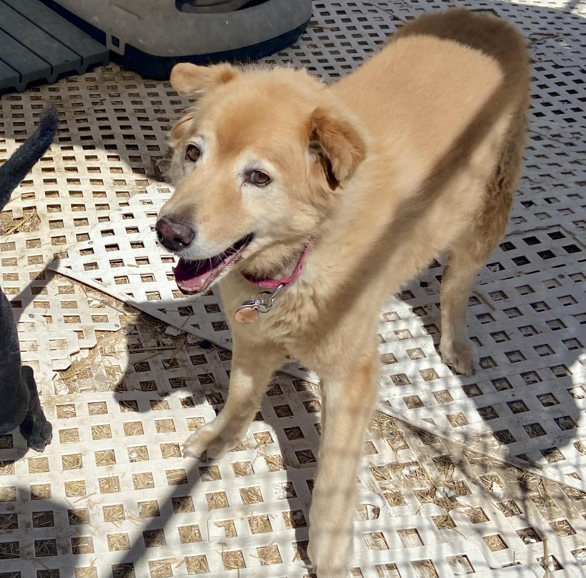 Madison, ADOPTABLE, Senior Female Mixed Breed.