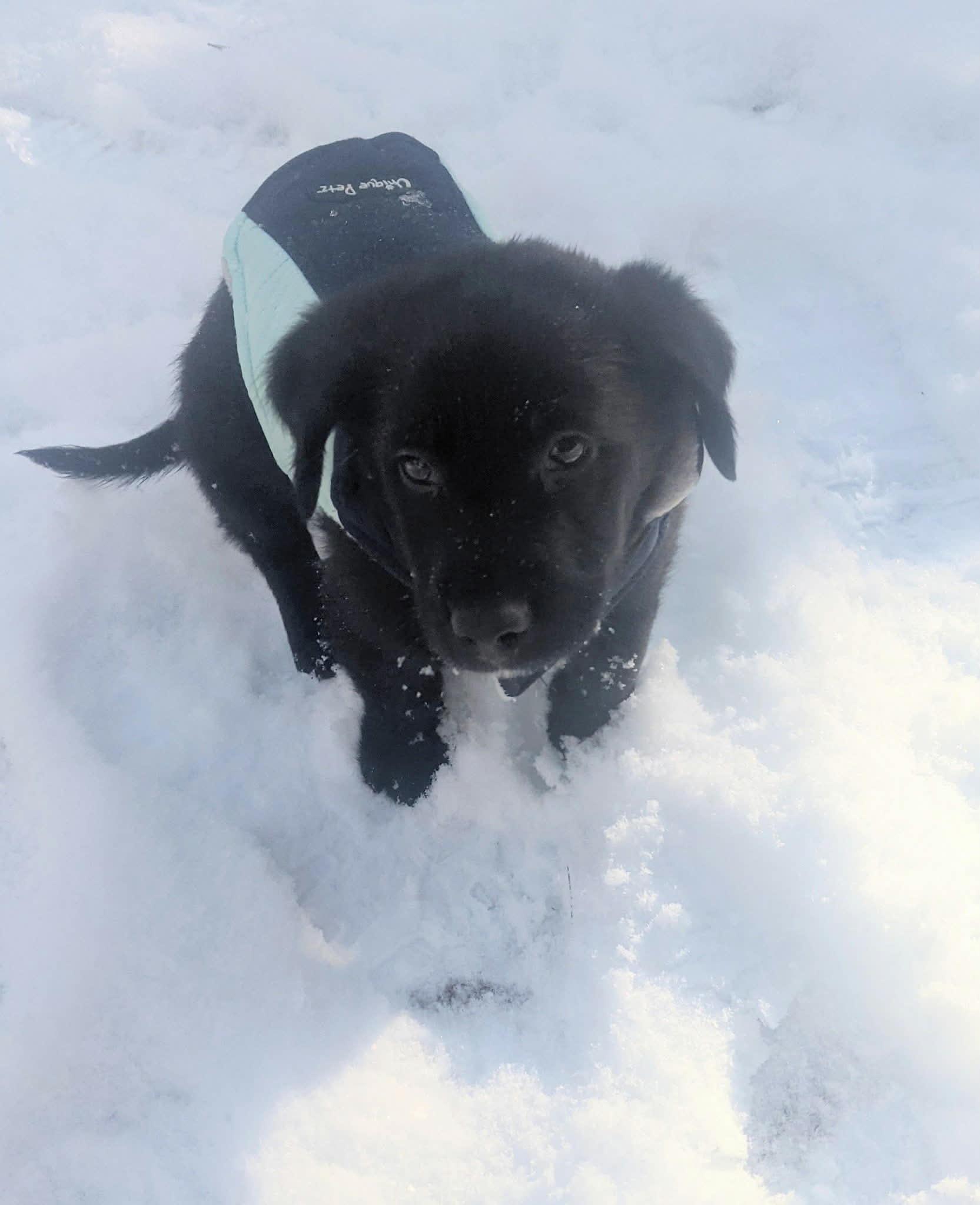 Otis (DH-Fostered in NE), an adopted mixed breed in Brooklyn, CT image 5/6