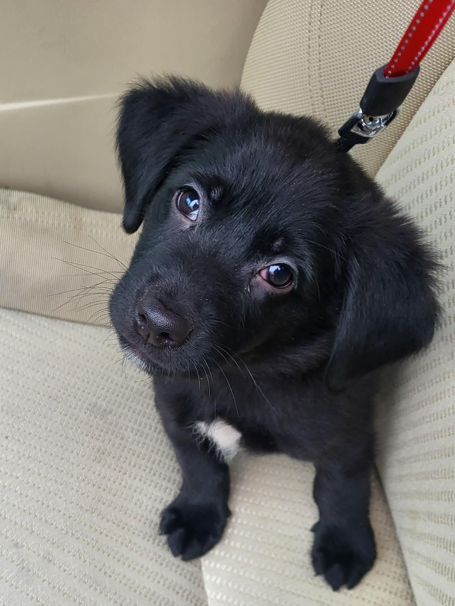 Otis (DH-Fostered in NE), adopted, Puppy Male Labradoodle & Dachshund.