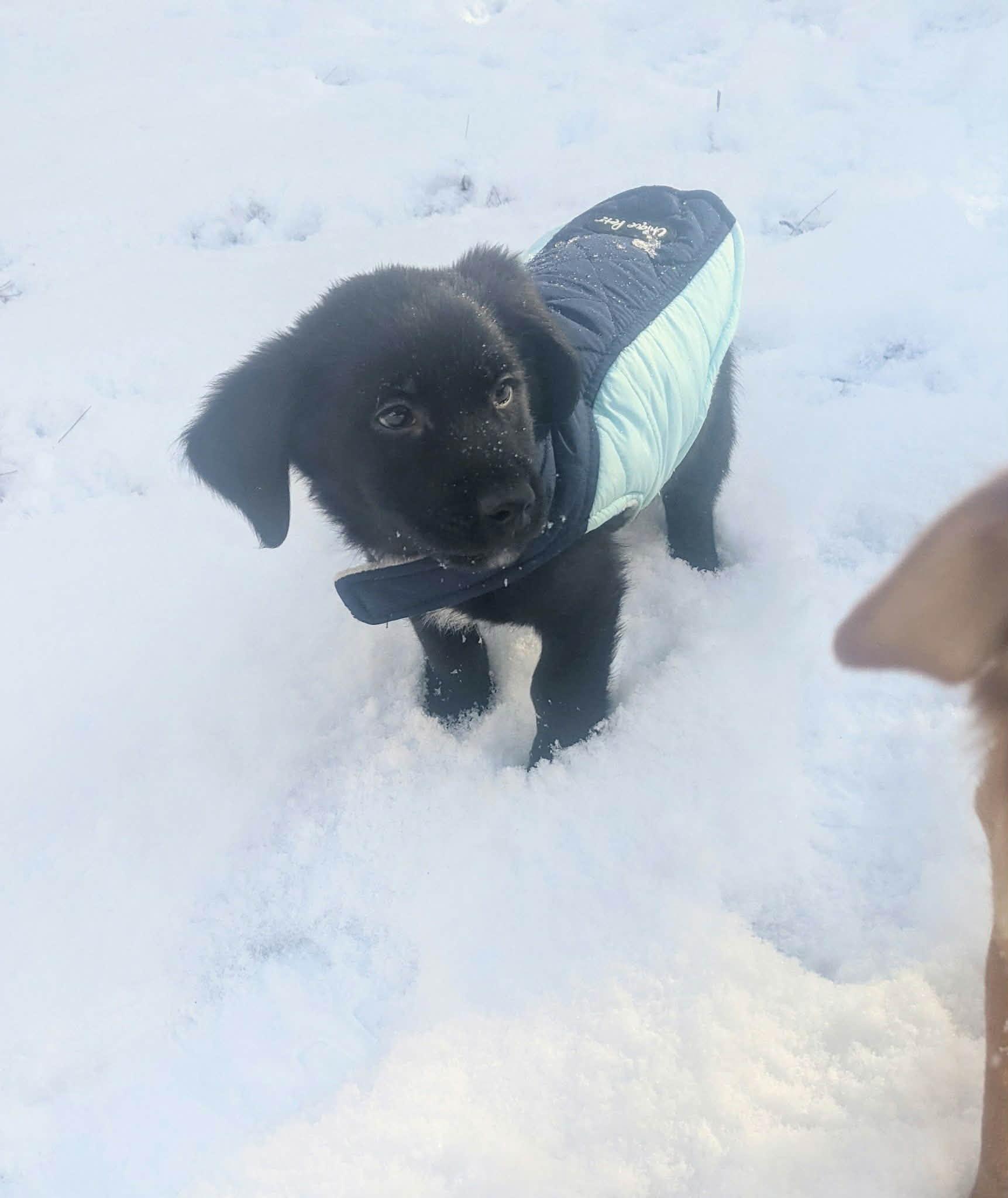 Otis (DH-Fostered in NE), an adopted mixed breed in Brooklyn, CT image 6/6