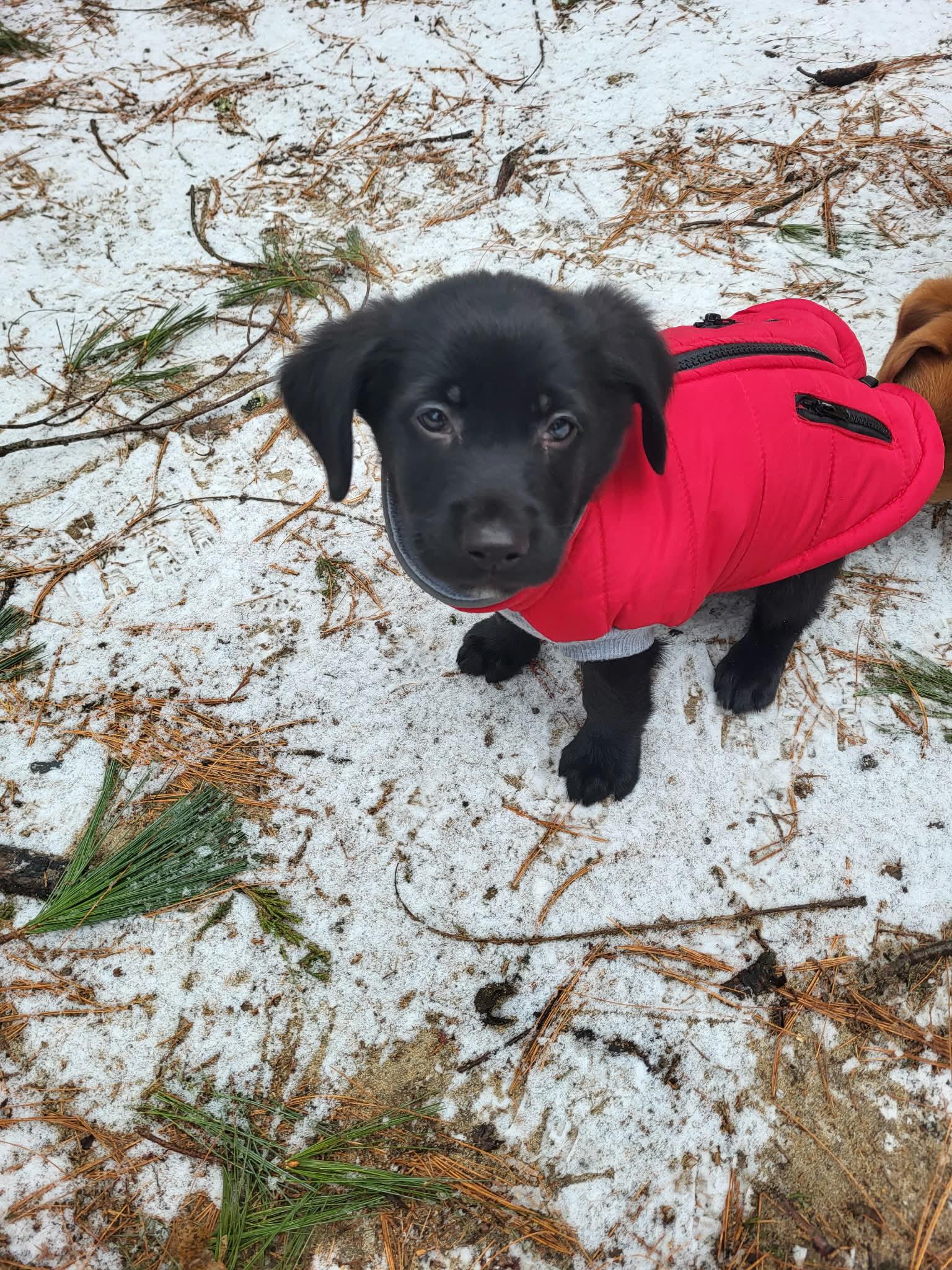 Otis (DH-Fostered in NE), an adopted mixed breed in Brooklyn, CT image 3/6