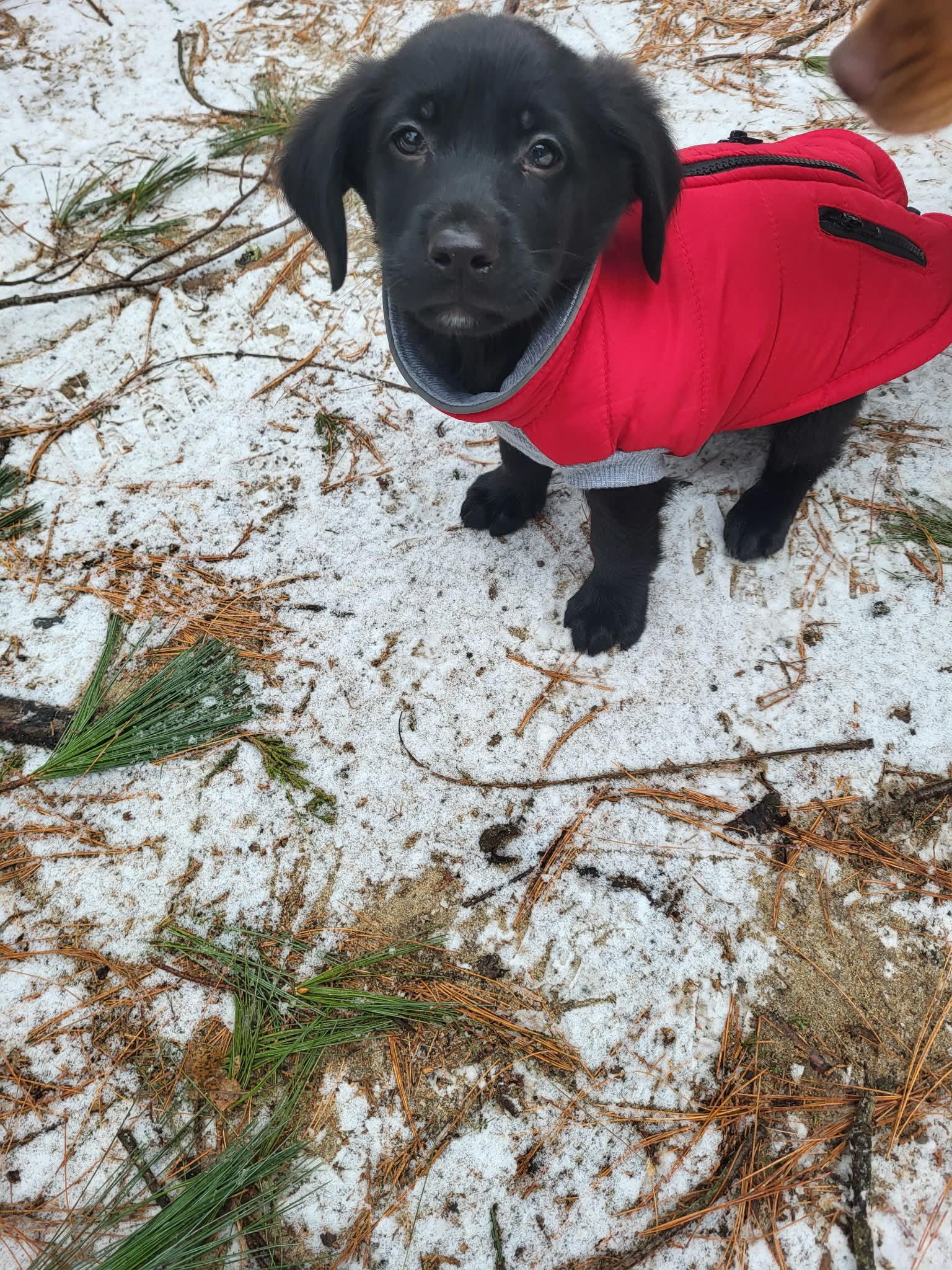 Otis (DH-Fostered in NE), an adopted mixed breed in Brooklyn, CT image 4/6