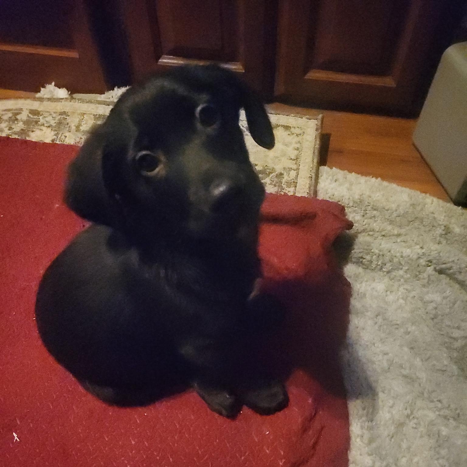 Otis (DH-Fostered in NE), an adopted mixed breed in Brooklyn, CT image 2/6