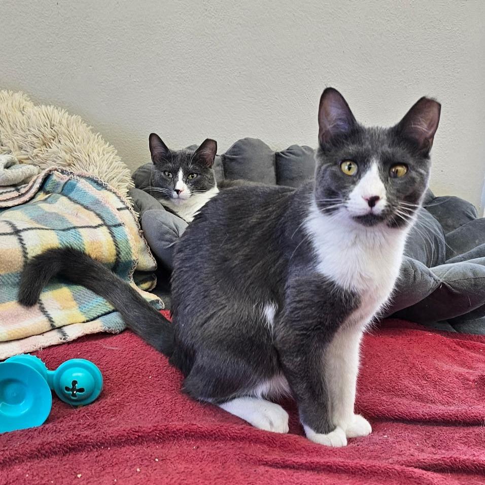 Enlarge Mackenzie (and Madison), a Adoptable Domestic Short Hair in Mount Laurel, NJ image 1/5
