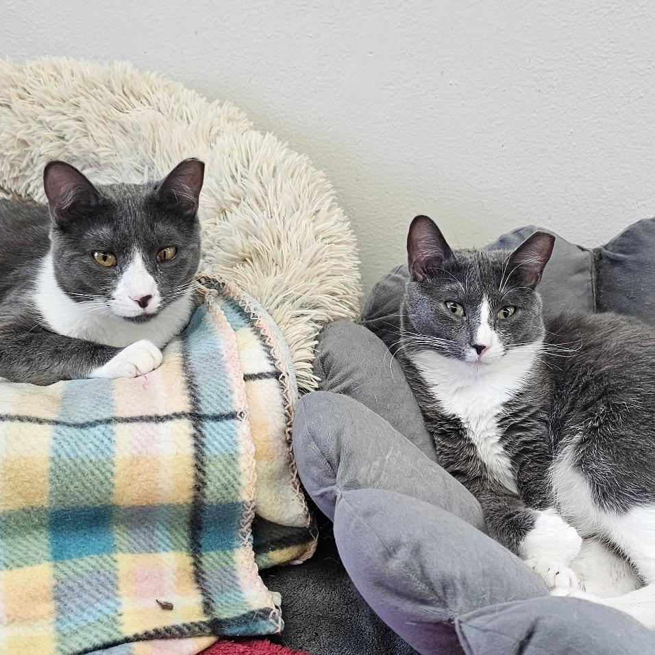 Enlarge Mackenzie (and Madison), a Adoptable Domestic Short Hair in Mount Laurel, NJ image 2/5