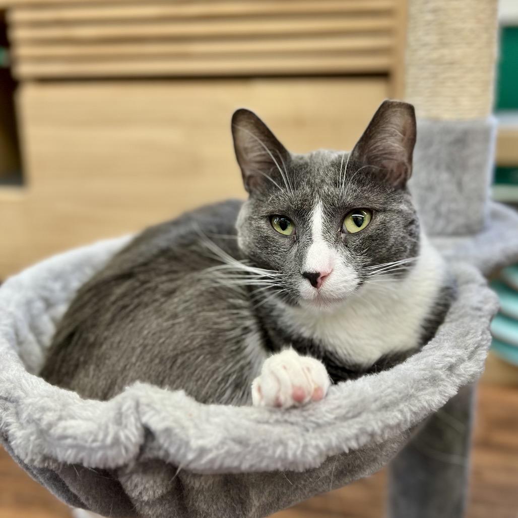 Enlarge Mackenzie (and Madison), a Adoptable Domestic Short Hair in Mount Laurel, NJ image 3/5