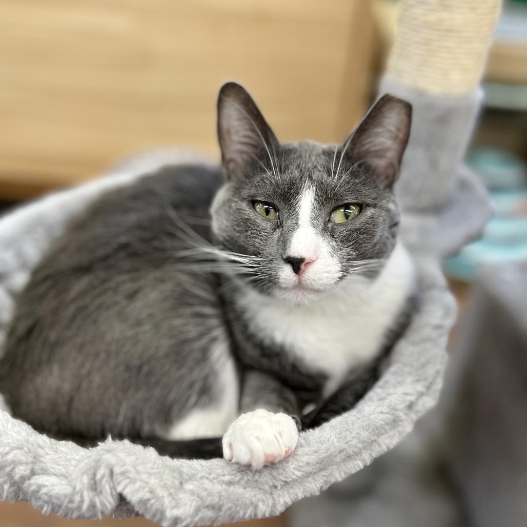 Enlarge Mackenzie (and Madison), a Adoptable Domestic Short Hair in Mount Laurel, NJ image 4/5