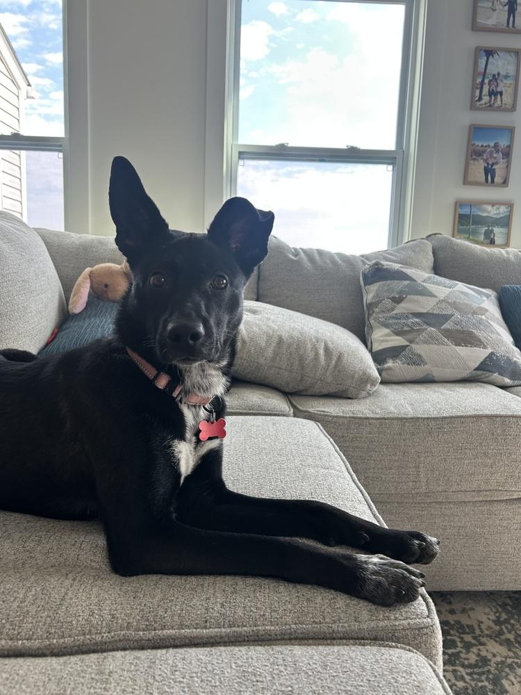 Ducky, Adoptable, Puppy Male German Shepherd Dog.