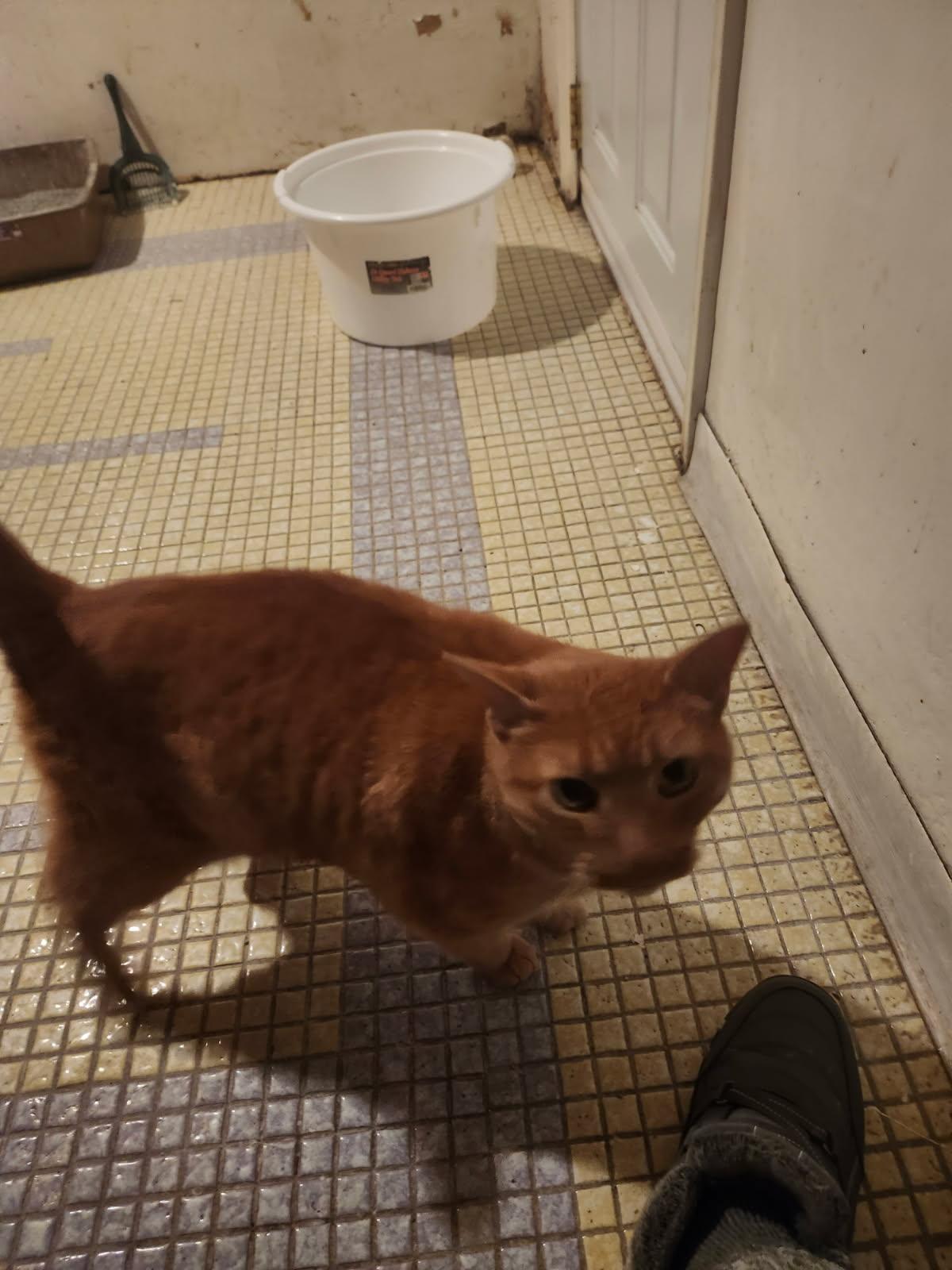 Enlarge Q T, an adopted mixed breed in Niagara on the Lake, ON image 1/1