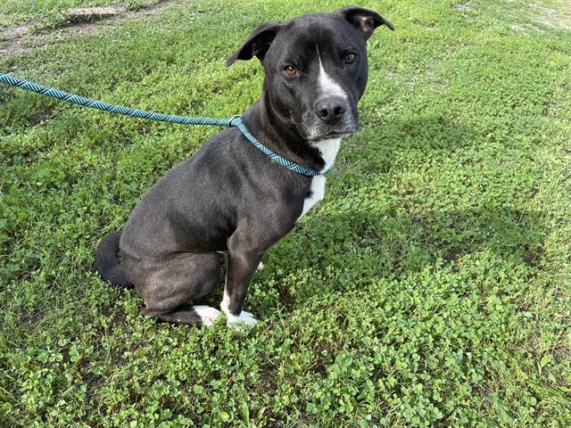 Enlarge BERT, a Adoptable mixed breed in Corpus Christi, TX image 1/1