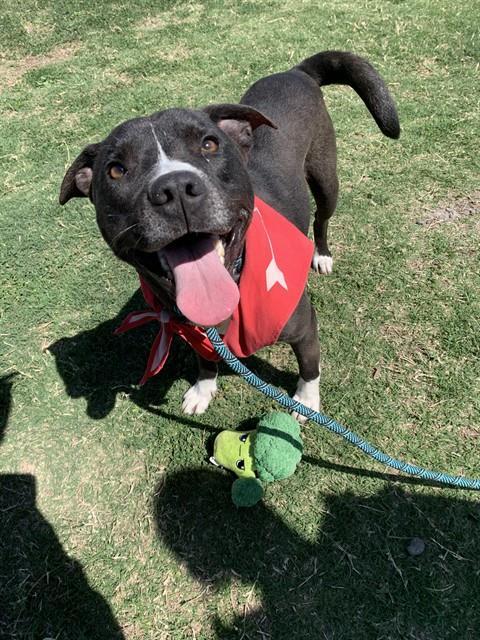 BERT, a Adoptable mixed breed in Corpus Christi, TX image 3/3