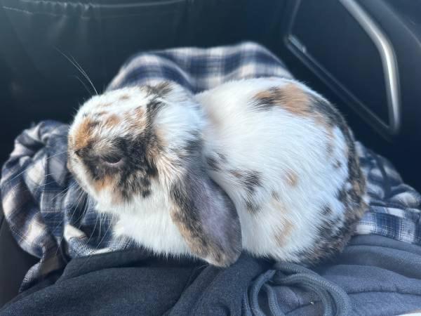 Enlarge Sprout*, an adopted Mini Lop in Richmond, VA image 1/4