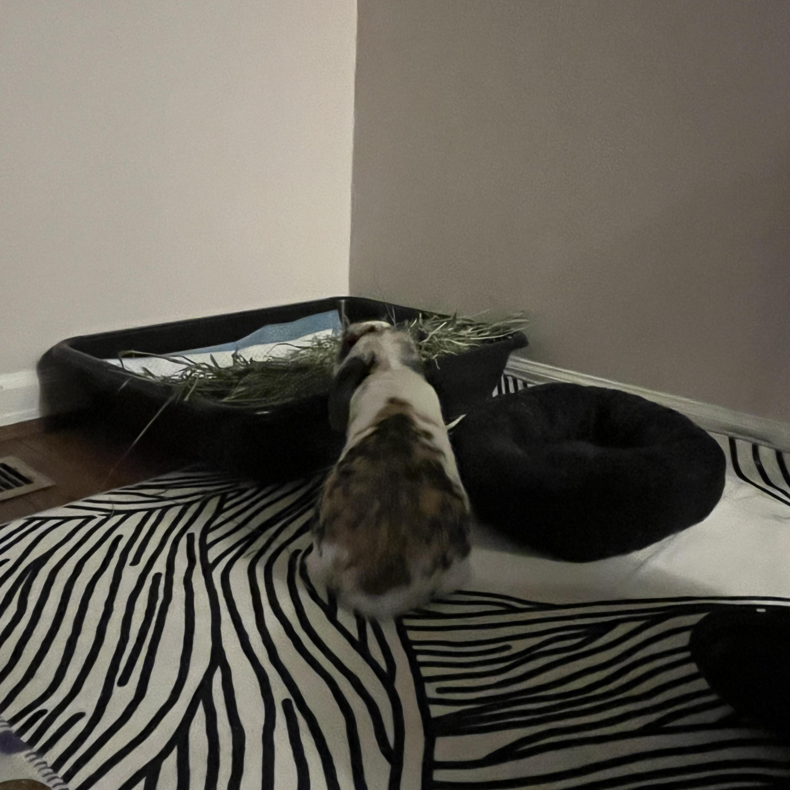 Enlarge Sprout*, an adopted Mini Lop in Richmond, VA image 3/4