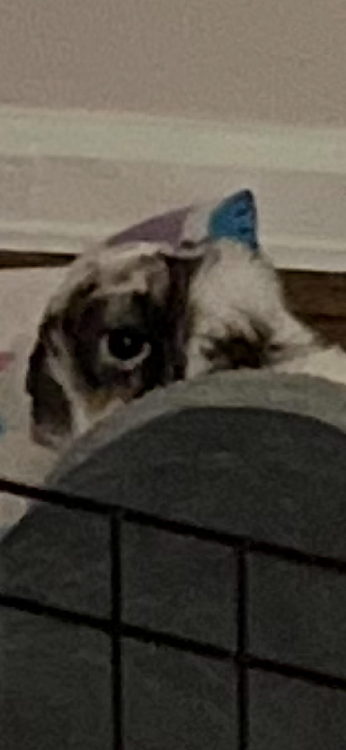 Enlarge Sprout*, an adopted Mini Lop in Richmond, VA image 4/4