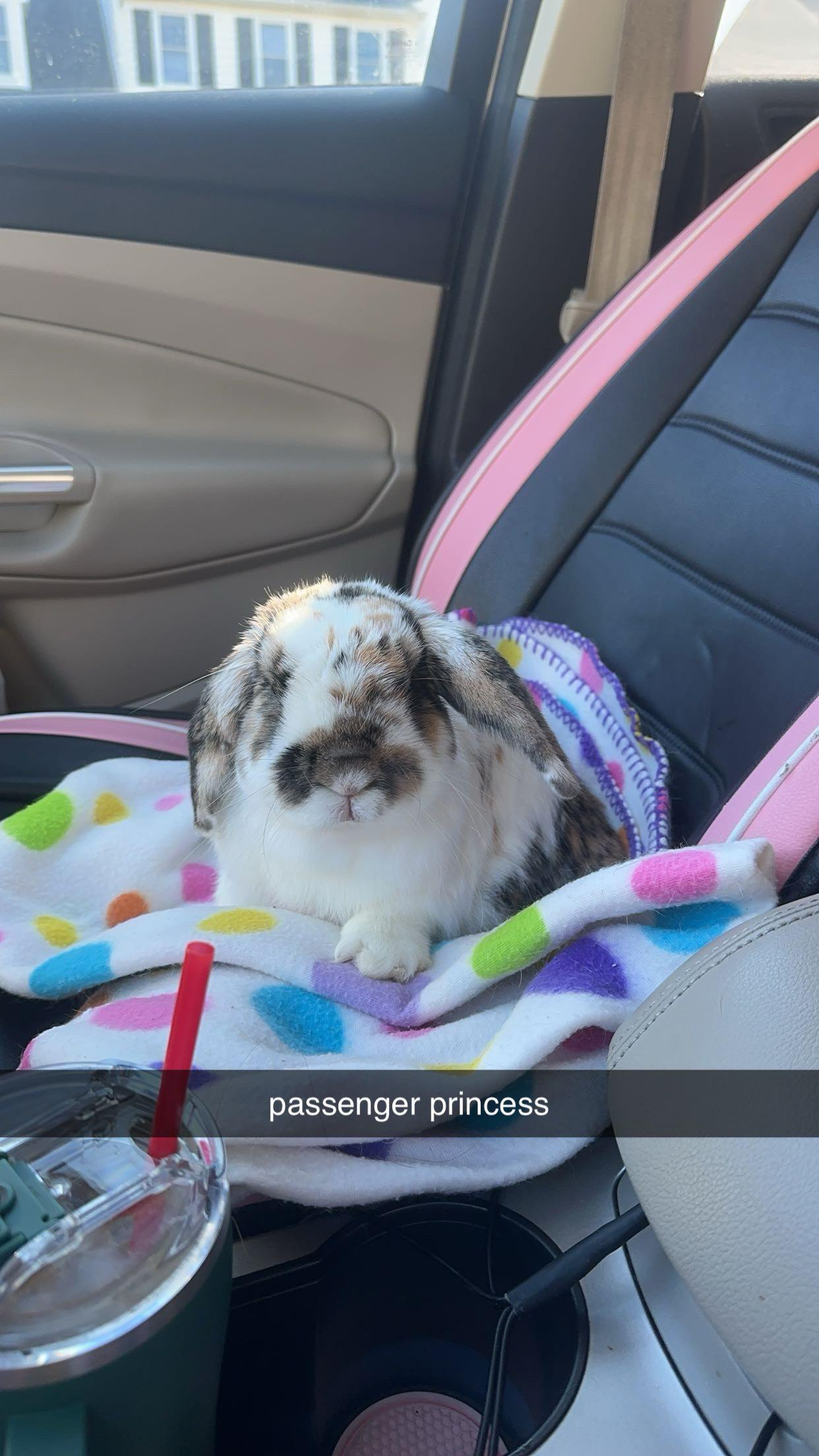 Enlarge Sprout*, an adopted Mini Lop in Richmond, VA image 2/4