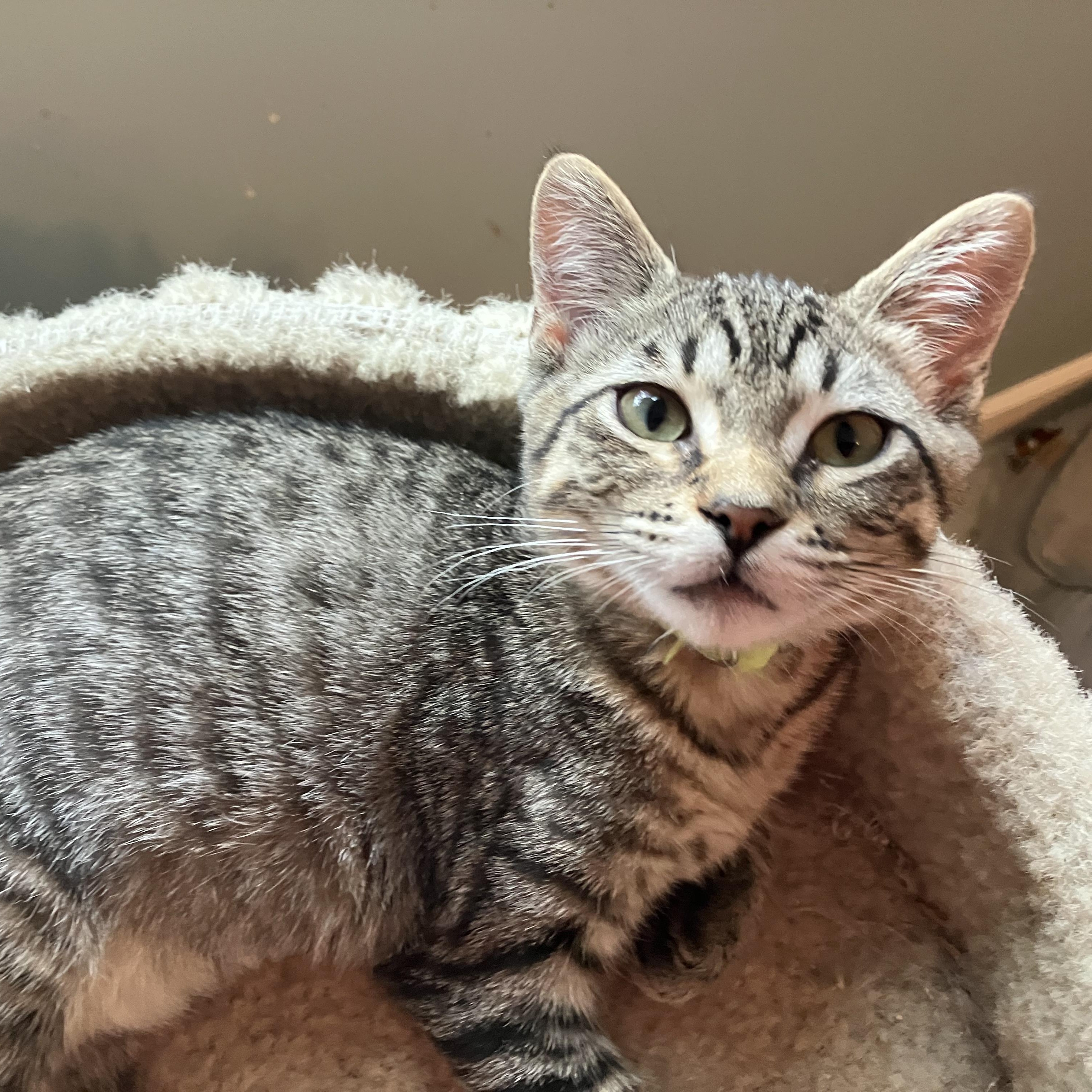 Skittles, a ADOPTABLE Domestic Short Hair in Unionville, MO image 4/6