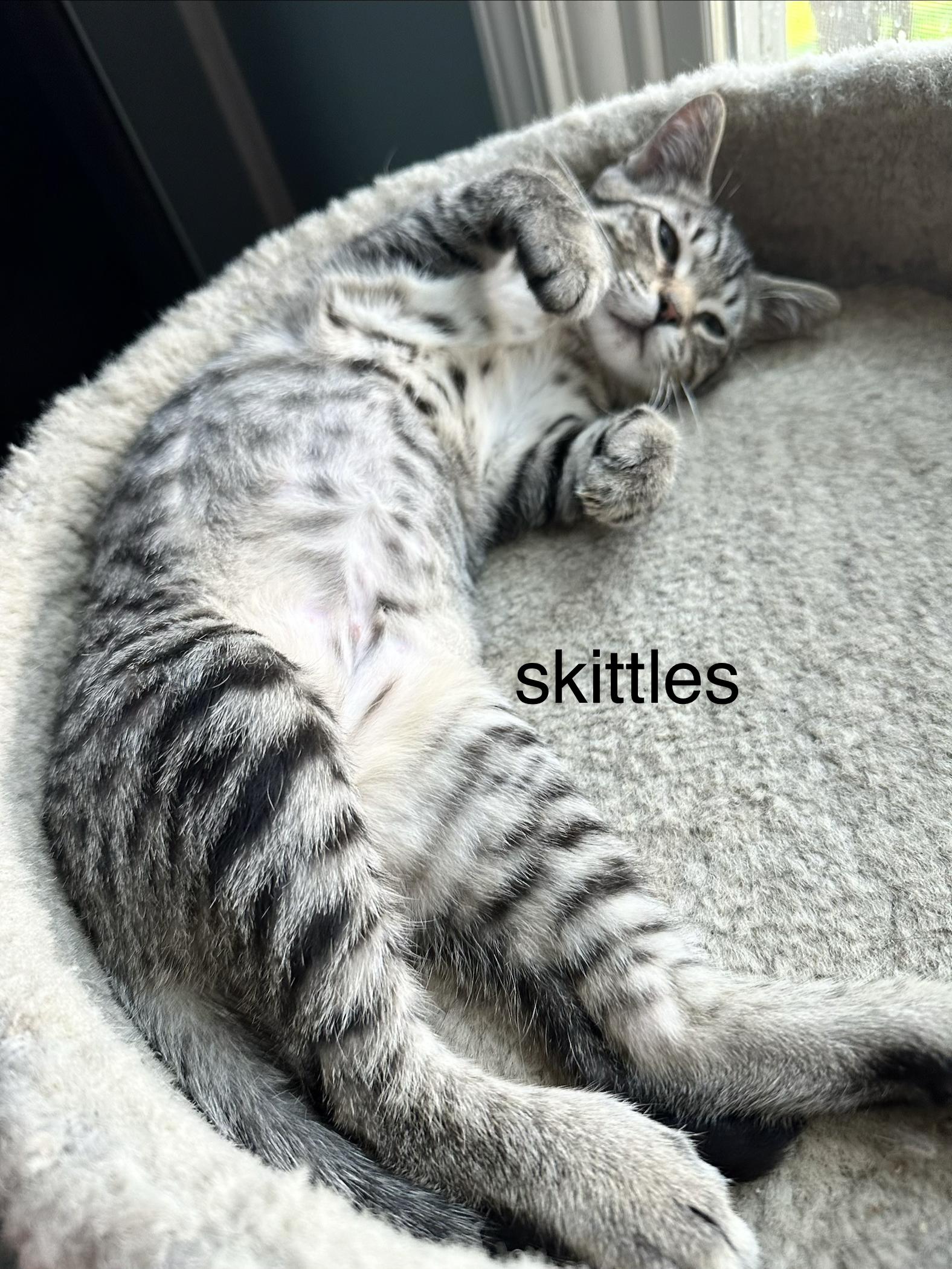 Skittles, ADOPTABLE, Kitten Male Domestic Short Hair.