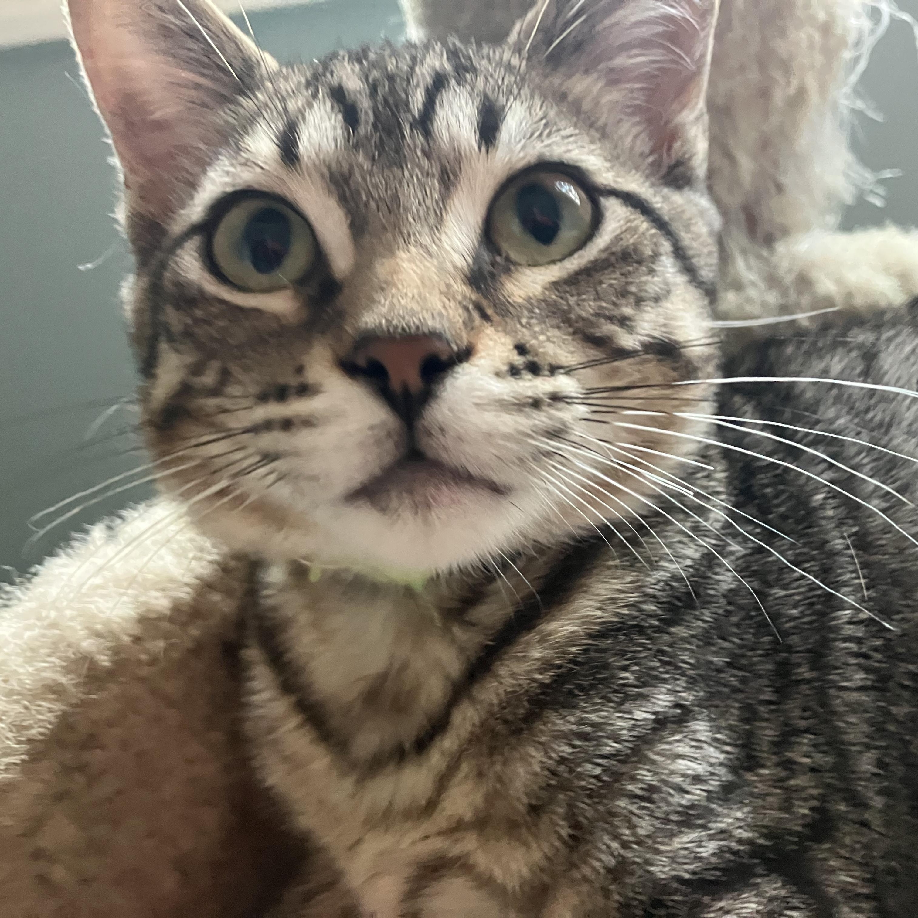 Skittles, a ADOPTABLE Domestic Short Hair in Unionville, MO image 2/6
