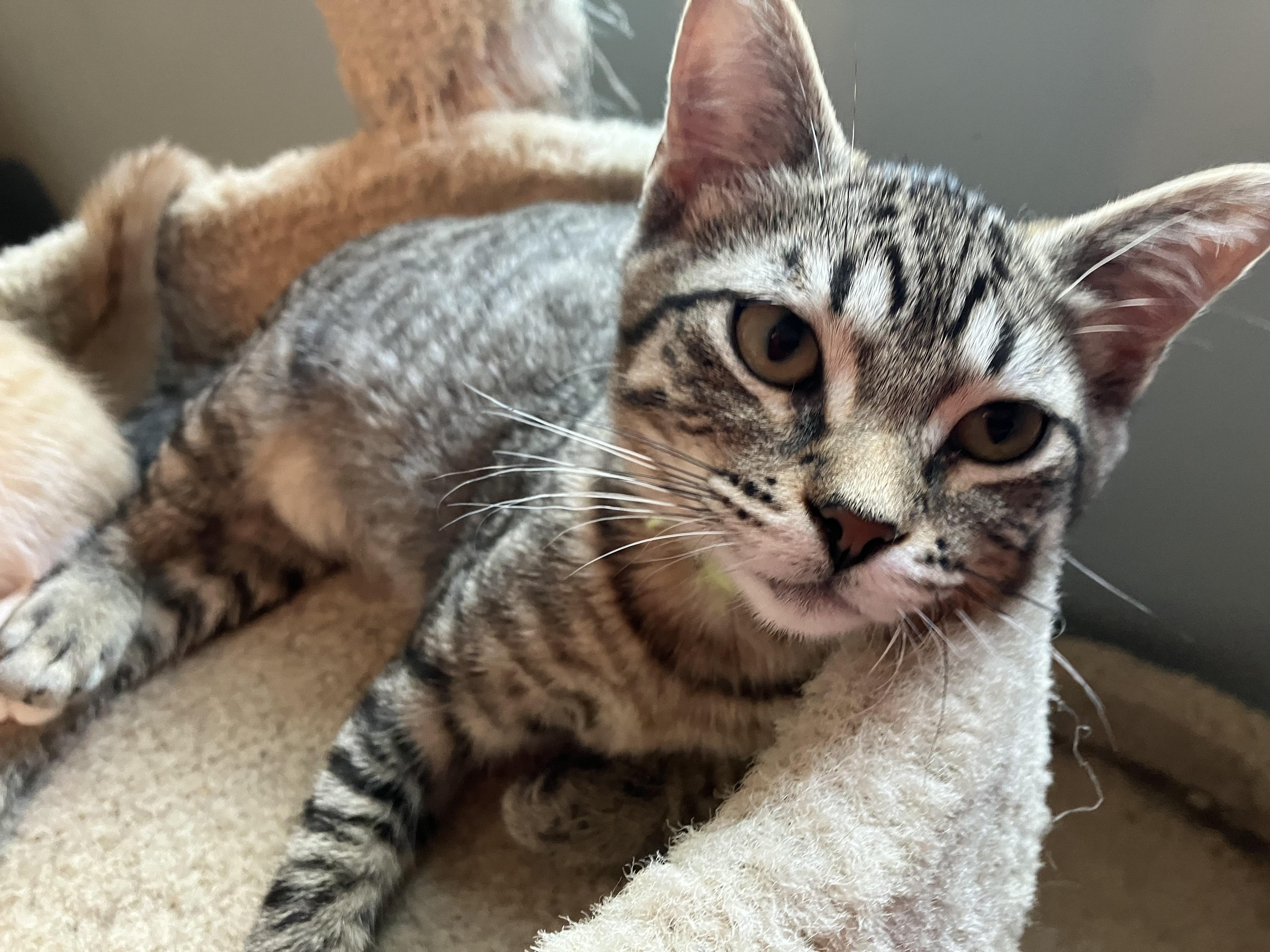Skittles, a ADOPTABLE Domestic Short Hair in Unionville, MO image 6/6