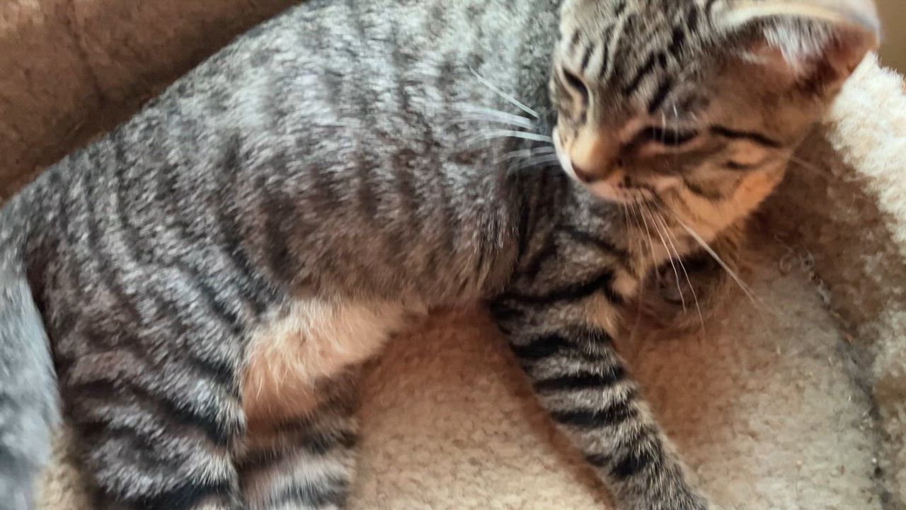 Enlarge Skittles, a ADOPTABLE Domestic Short Hair in Unionville, MO video 3/6