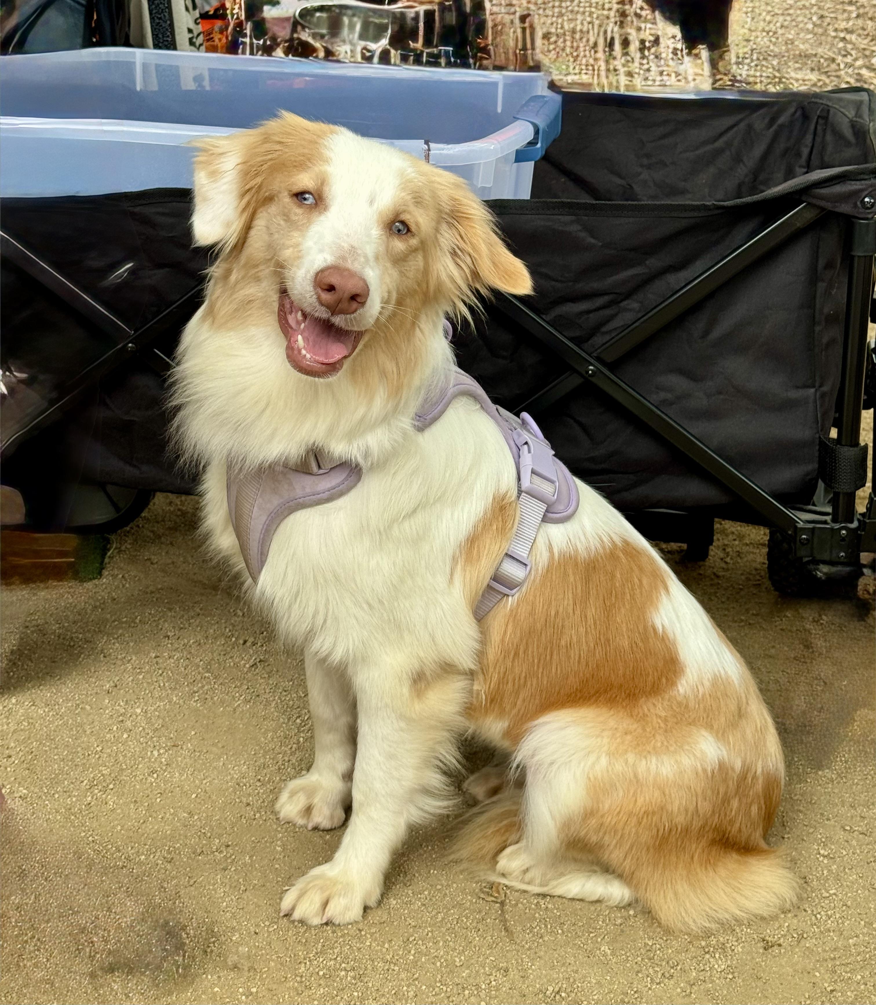 Enlarge Iris, a ADOPTABLE Australian Shepherd in Van Nuys, CA image 1/2