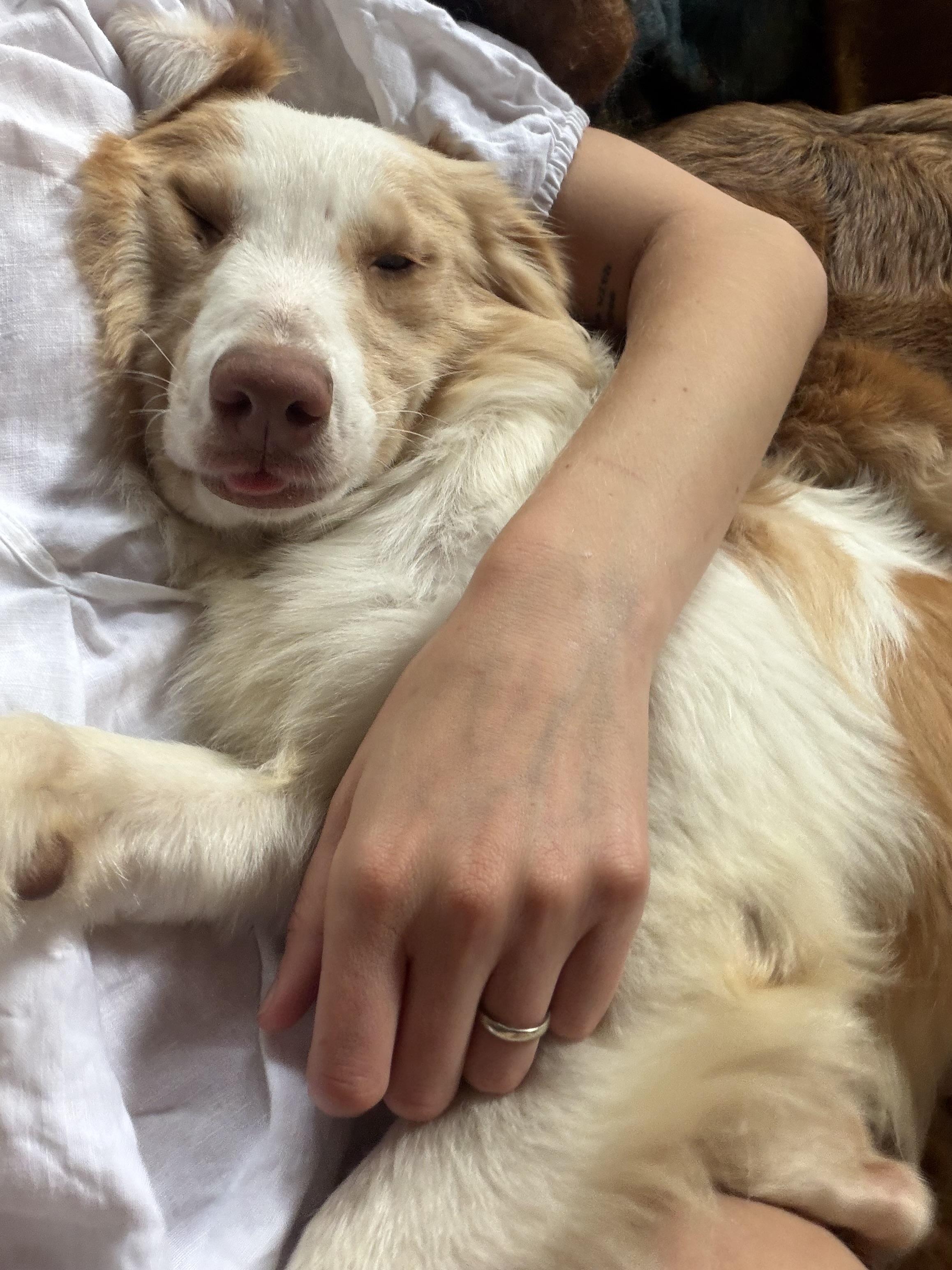 Enlarge Iris, a ADOPTABLE Australian Shepherd in Van Nuys, CA image 2/2