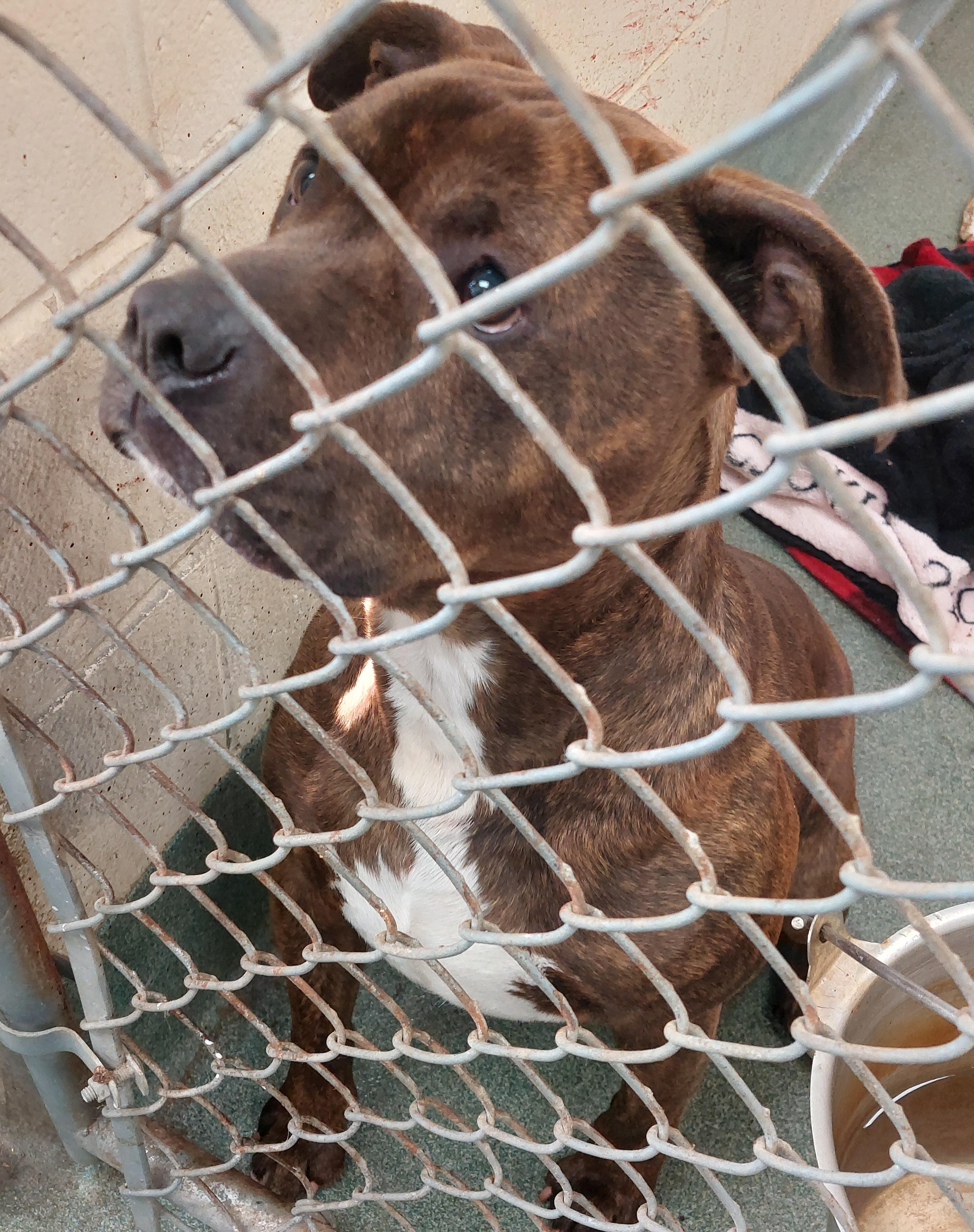 Enlarge Hank, a Adoptable mixed breed in Rehoboth, MA image 2/2