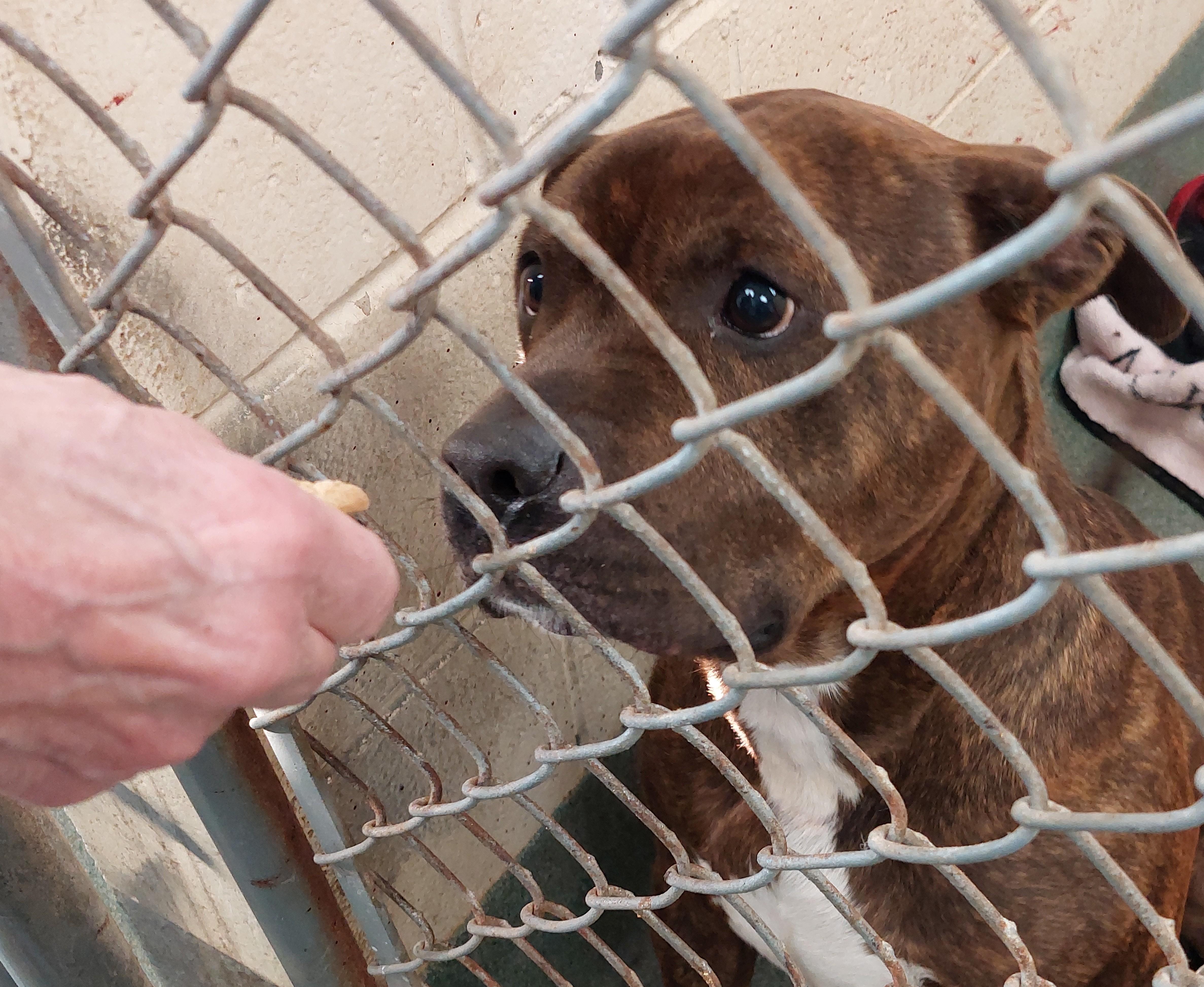 Enlarge Hank, a Adoptable mixed breed in Rehoboth, MA image 1/1